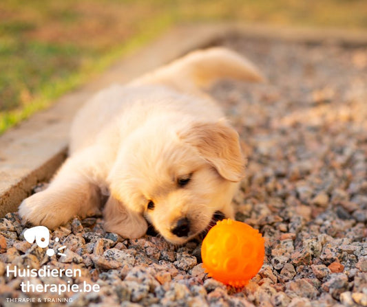 Spelen is leren: het belang van spel in de ontwikkeling van je hond