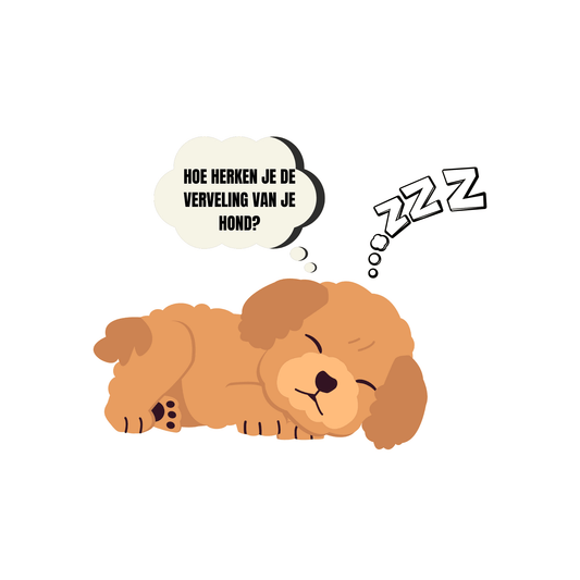 foto van een slapende hond die denkt over hoe verveling bij een hond te herkennen is