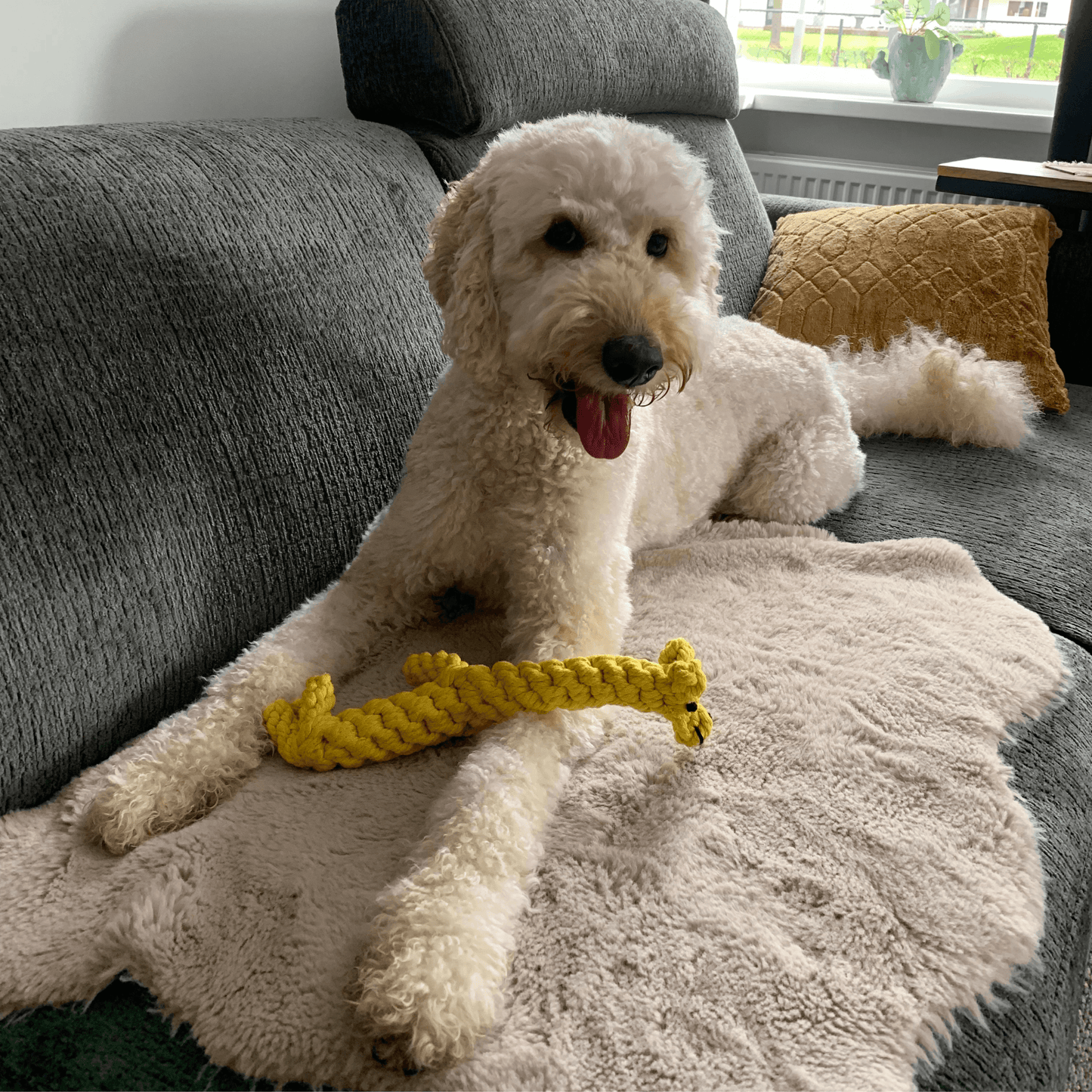 Labradoodle ligt op de bank met een geel giraffe flosspeeltje.