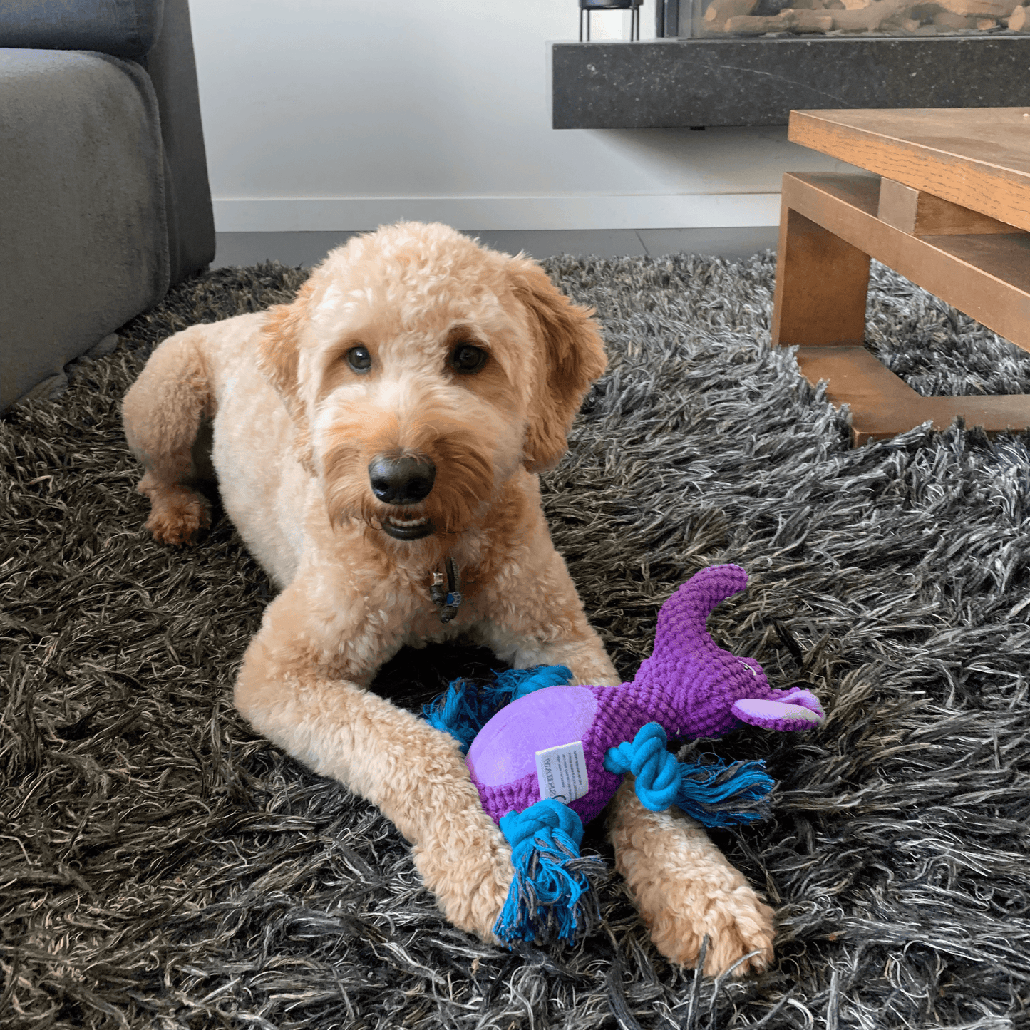 Labradoodle ligt op een tapijt met een paarse olifanten-knuffel met flostouwen als poten, een interactief hondenspeeltje.