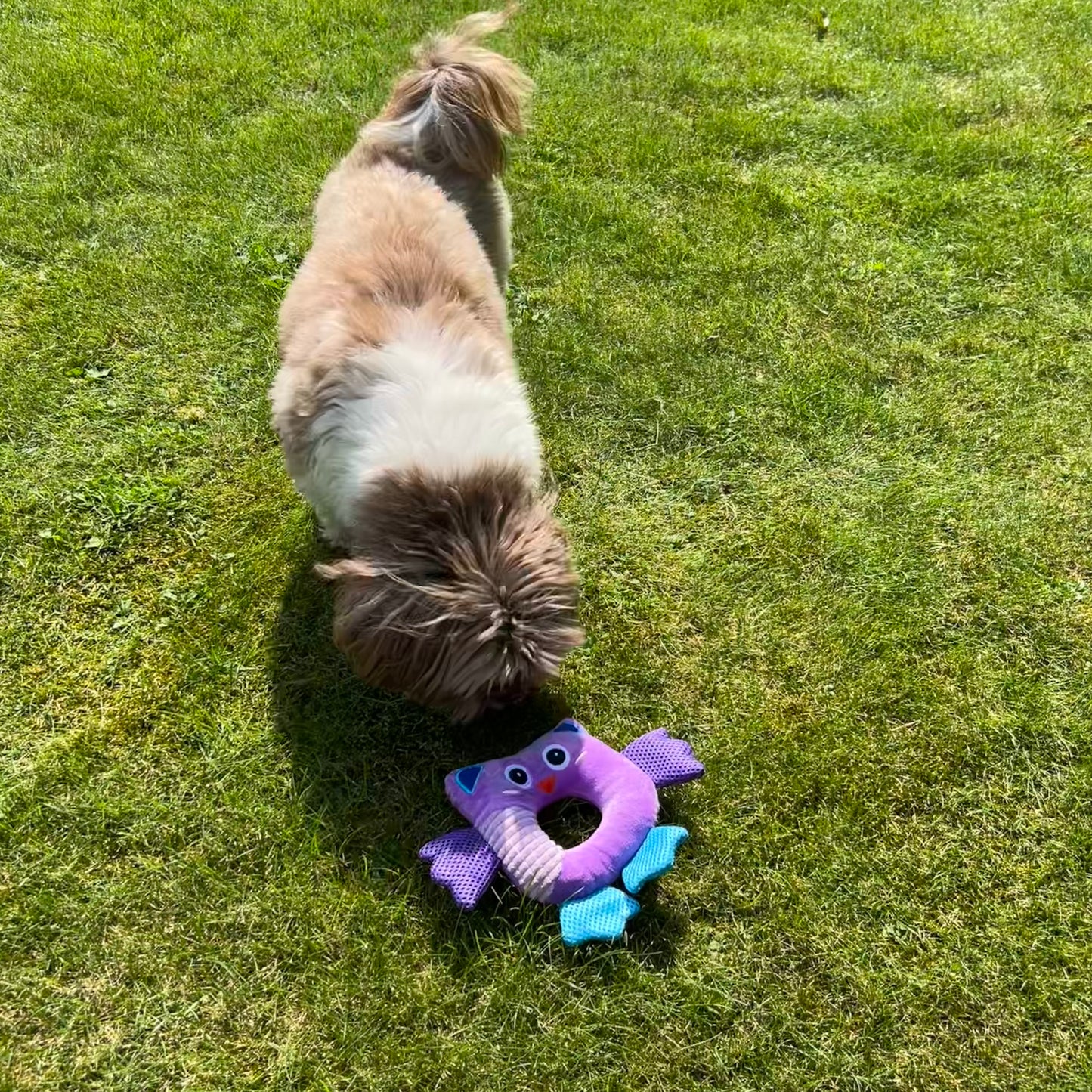 Een hond geniet van het zachte, kleurrijke uilvormige speeltje op het gras, geschikt voor interactief speelplezier.