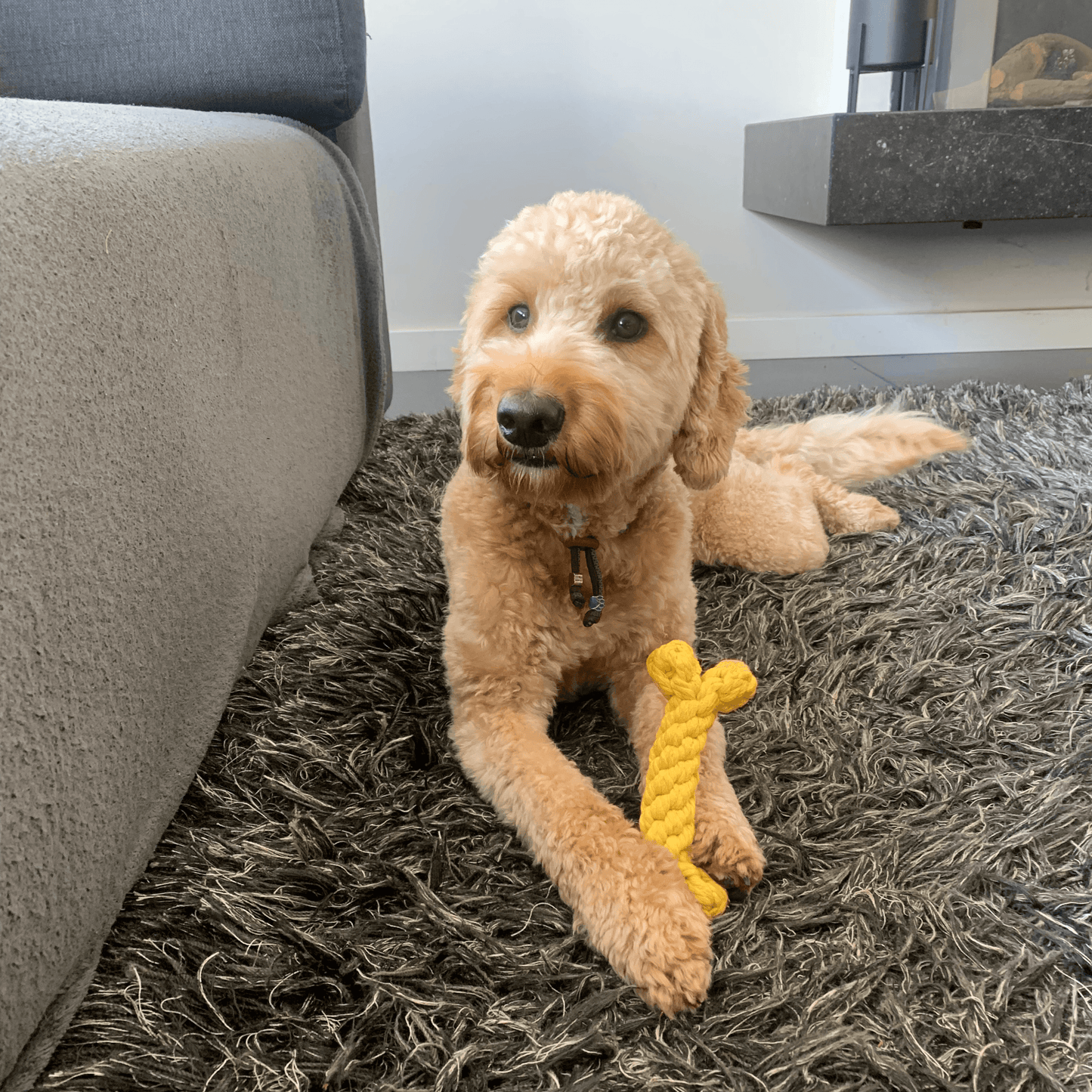 Een goudkleurig floss hondenspeeltje in de vorm van een bot, vastgehouden door een Labradoodle op een vloerkleed.