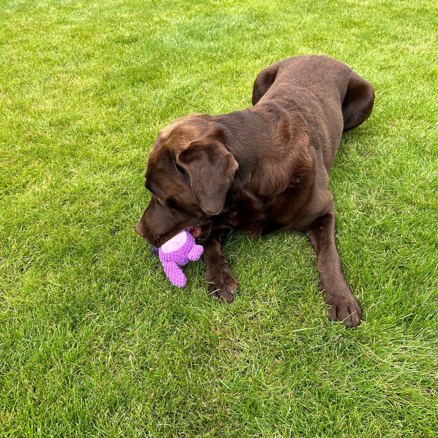 Een bruine labrador ligt op het gras en speelt met een pluche hondenspeeltje in de vorm van een nijlpaard met flostouwen.