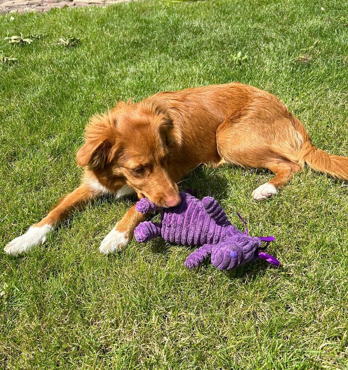 Bruine hond speelt op het gras met Nelly Neushoorn, een paarse pluchen knuffel.