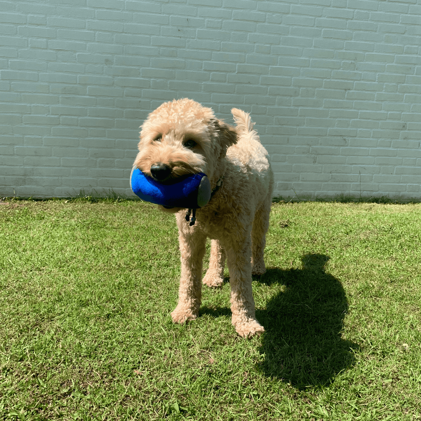 Een pluche hondenspeeltje in de vorm van een blauw blikje bier met de tekst Beer Ennefu. Een Labradoodle speelt ermee op gras