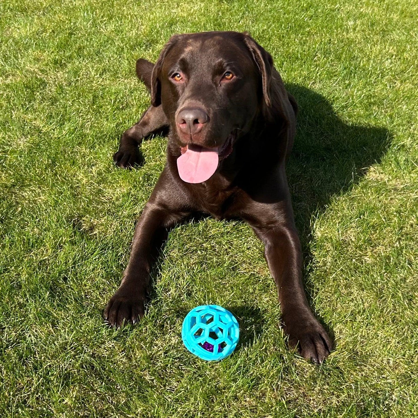 Een enthousiaste bruine labrador ligt op het gras met een blauwe Bellende Bal voor zich, klaar om te spelen.