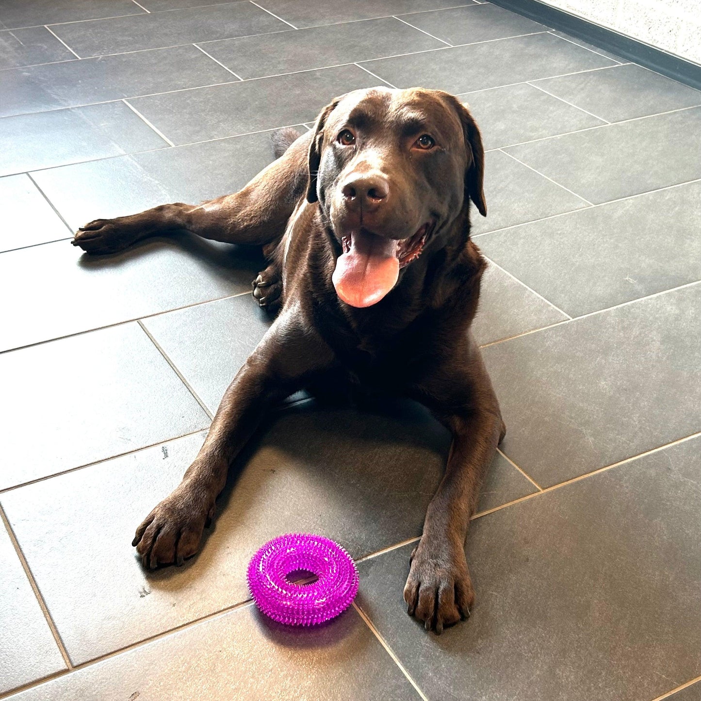 Bruine Labrador ligt ontspannen op een zwarte tegelvloer met een paarse Spikey Ring voor zich, klaar om ermee te spelen.
