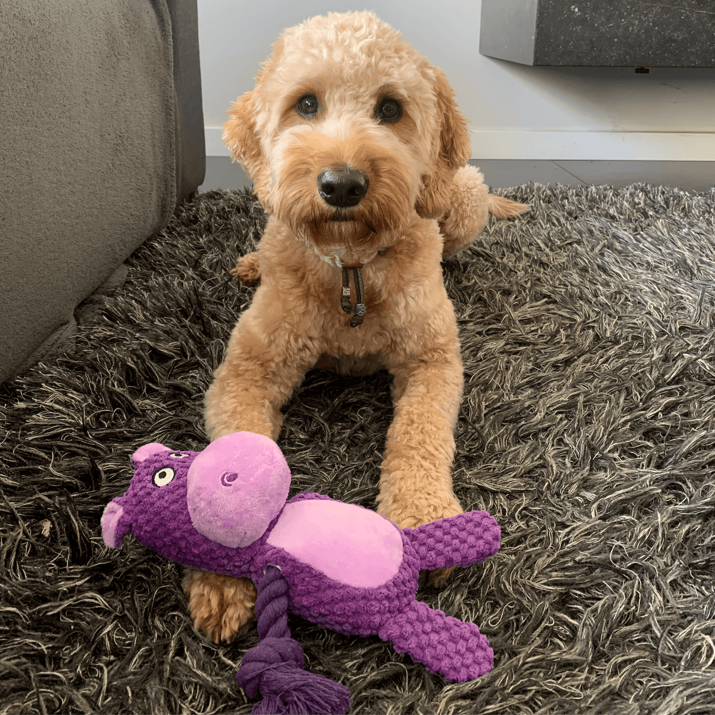 Een goudkleurige doodle ligt binnen op een kleed en houdt een paarse pluche nijlpaard-knuffel vast met zijn poten.