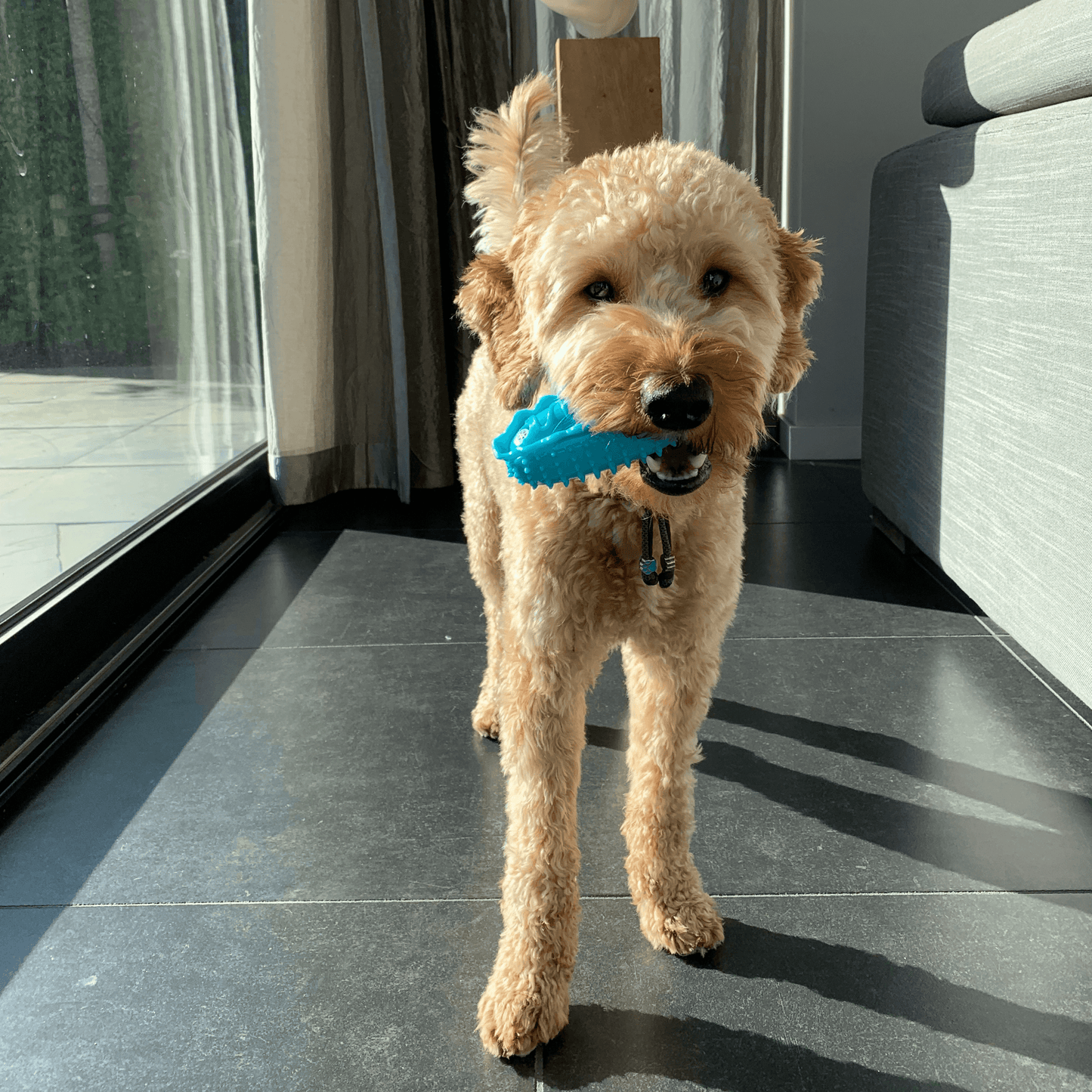 Een blije, krullige hond staat binnen en houdt een blauw hotdogvormig speeltje met noppenstructuur in zijn bek.