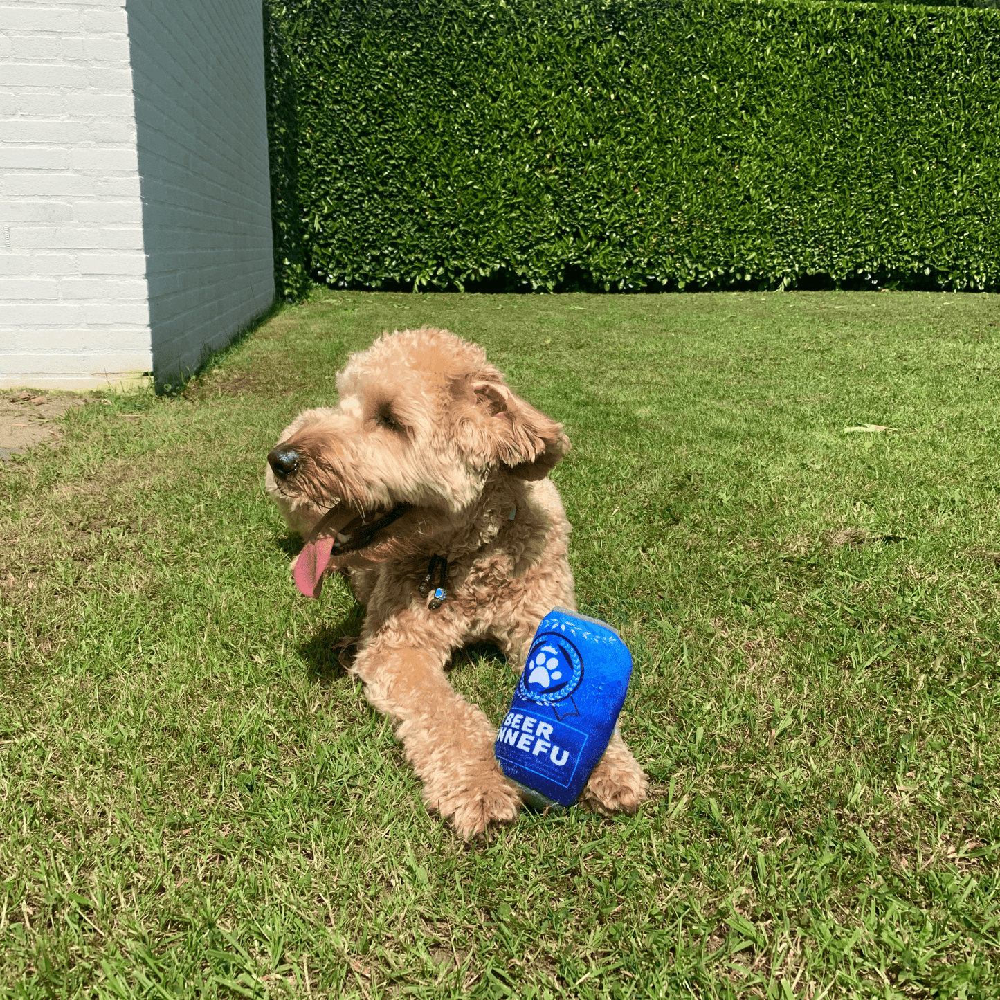 Een Labradoodle ligt op het gras met een blauw pluche bierblik-speeltje. De zon schijnt, en de hond lijkt te genieten.