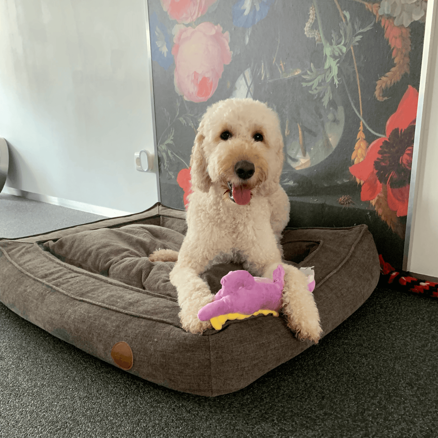 Witte labradoodle, krullende hond ligt op een groot bruin hondenbed met een paarse dinoknuffel tussen zijn poten.