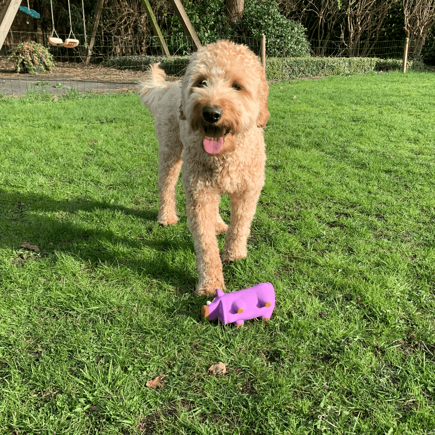 Een blije hond staat op het gras met een latex hondenspeeltje in de vorm van een paars zwijn, klaar om te spelen.