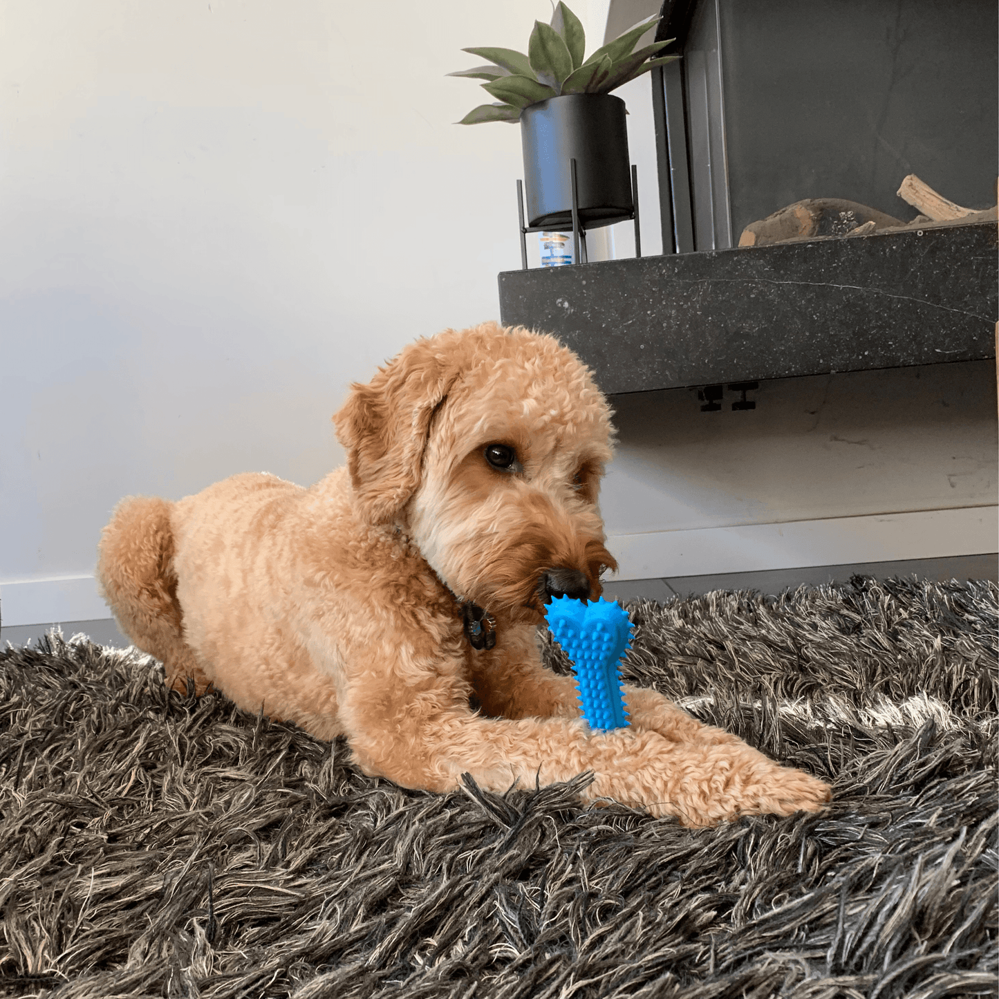 Een goudkleurige hond ligt op een grijs tapijt en houdt een blauw Spikey Kauwbot tussen zijn poten.