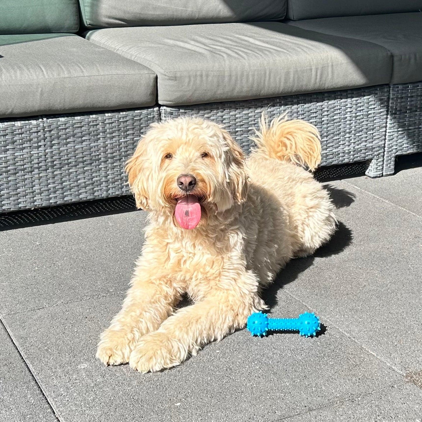 Een blije, lichtgekleurde labradoodle ligt ontspannen buiten op de tegels met een blauwe Spikey Kauw Knots naast zich.