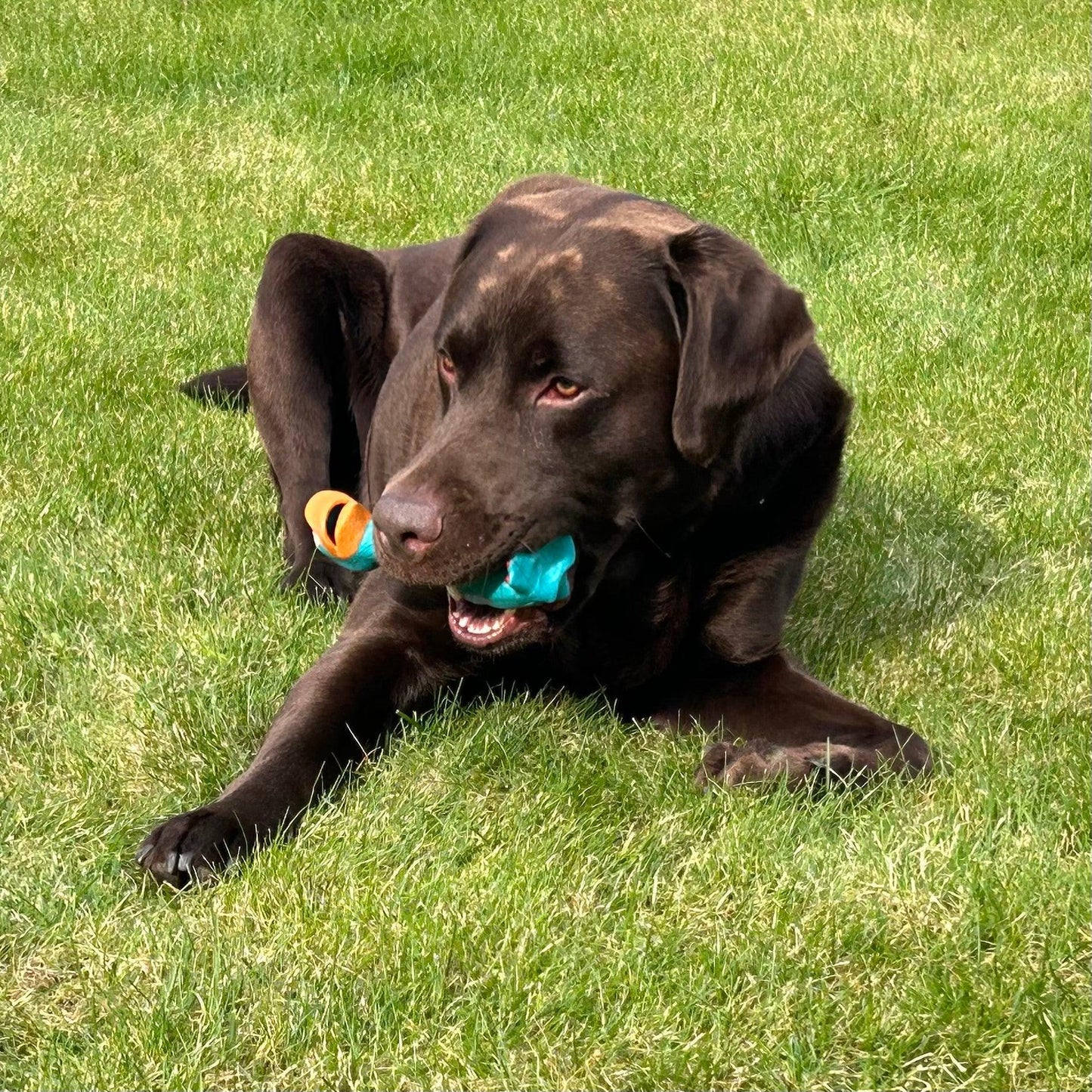 Bruine labrador ligt in het gras met een blauw hondenspeeltje in de bek, genietend van speelplezier in de buitenlucht.