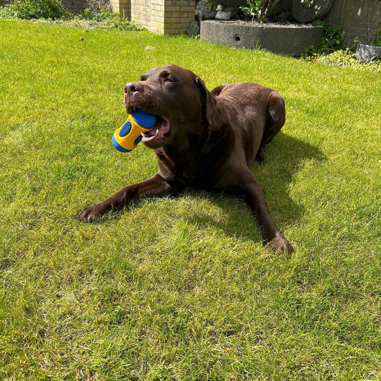 Een enthousiaste bruine Labrador geniet van een kauw- en speelervaring met de Slow Feeder op het gras.