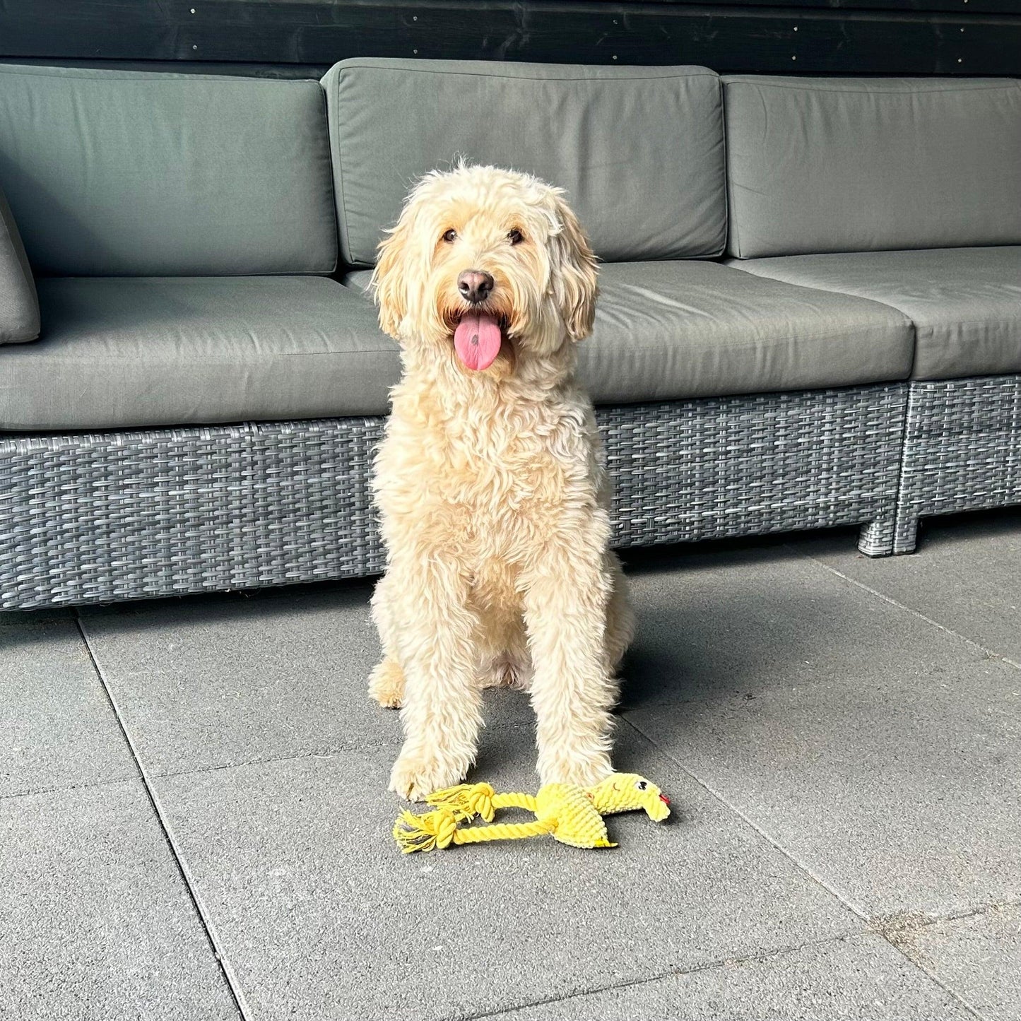 Hond zit op een terras met Hertje Bambi, een pluche knuffel met stevige touwen als pootjes.