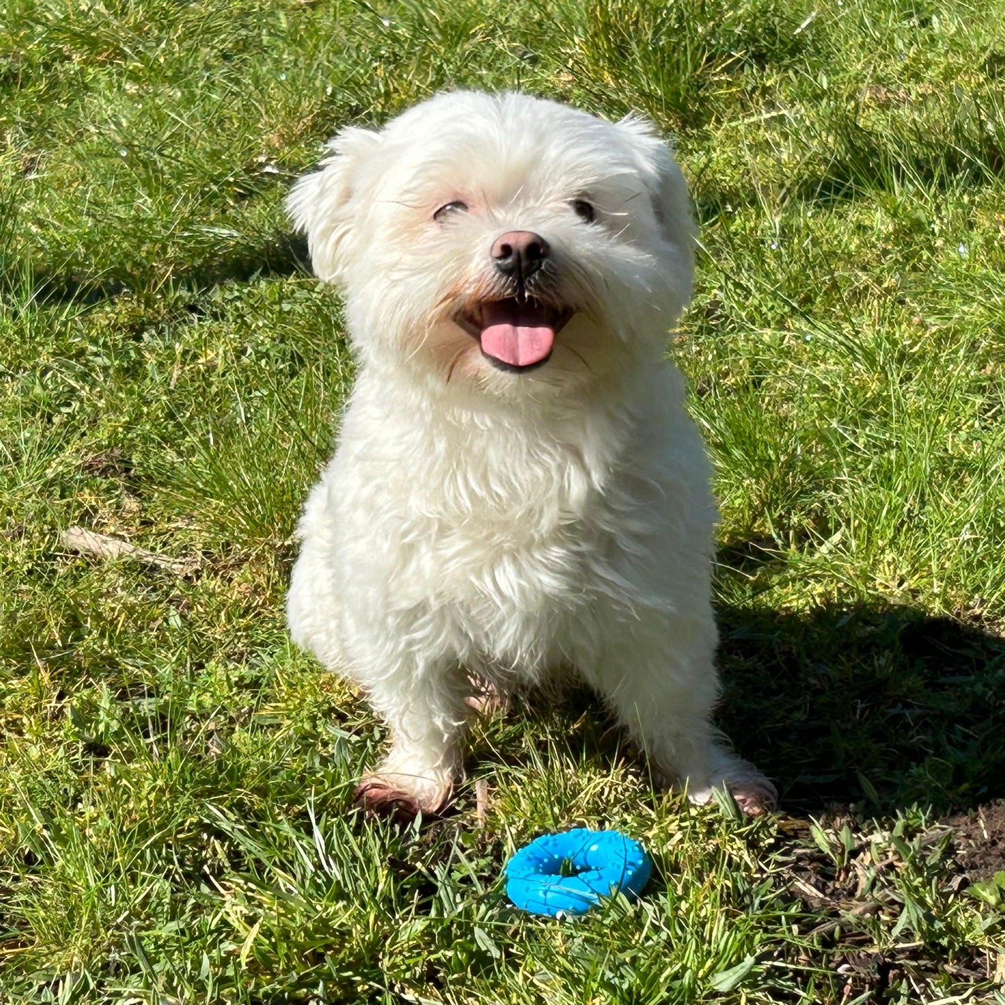 Witte hond zit in het gras met een blauwe bijtring van KwispelKleuren, klaar om te spelen.