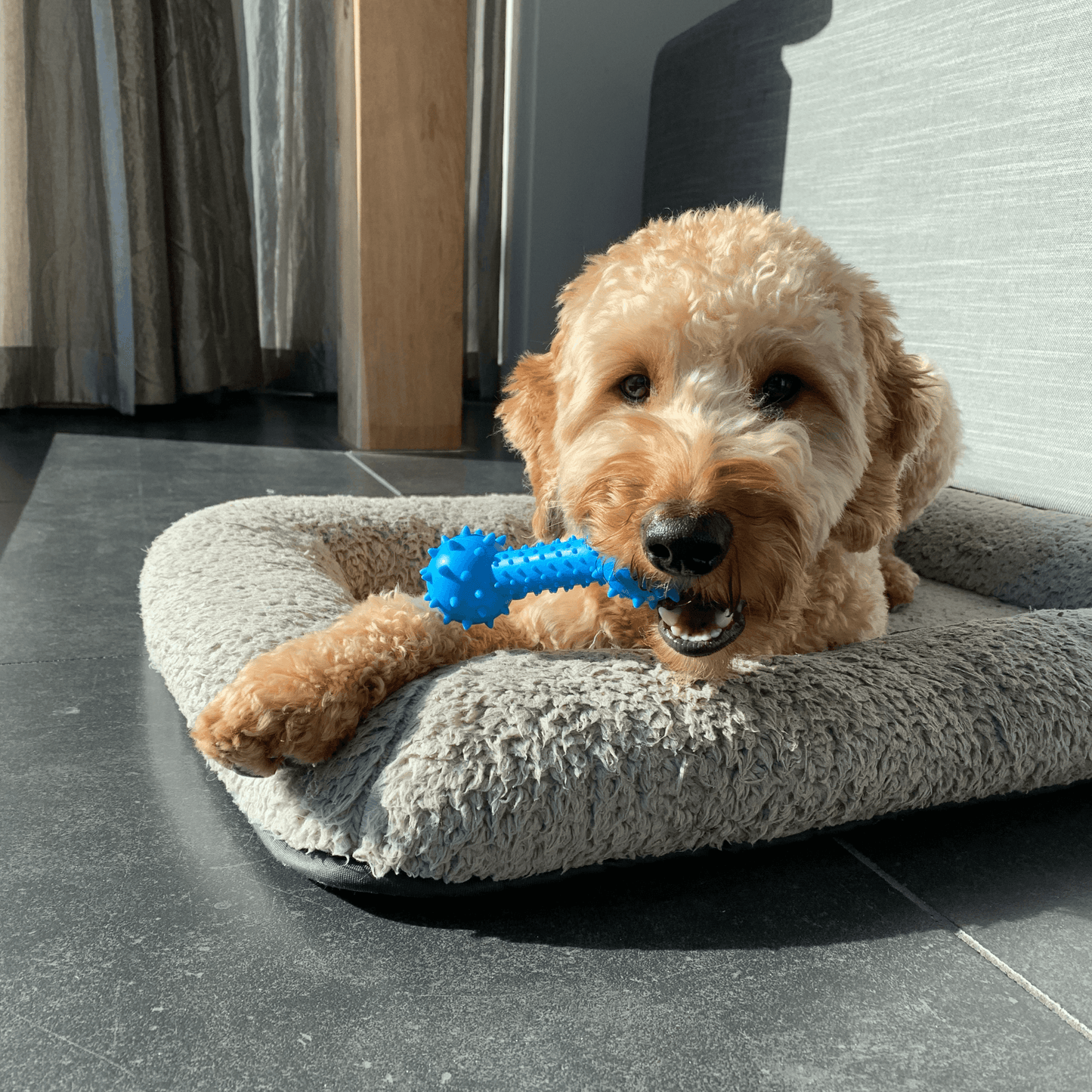 Een goudkleurige doodlehond ligt comfortabel in zijn zachte hondenmand en kauwt op een blauwe Spikey Kauw Knots.