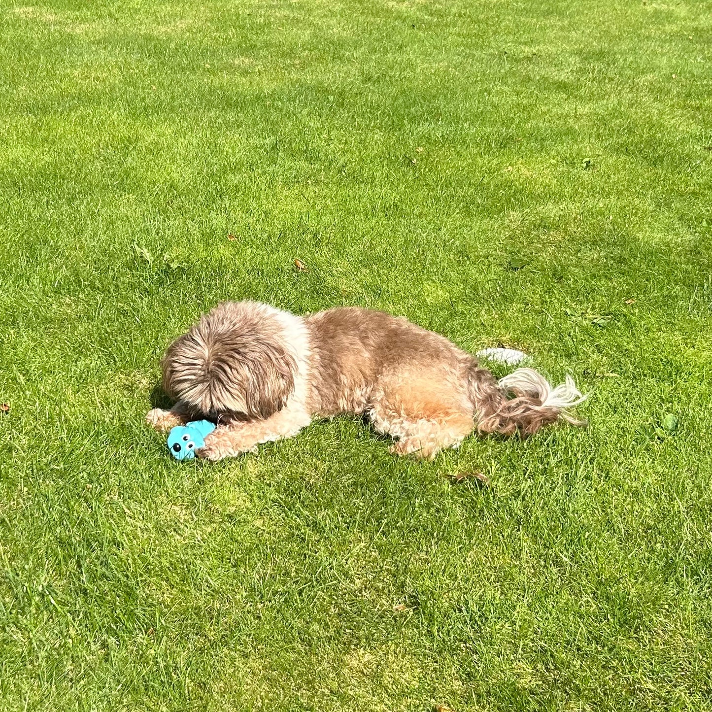 Kleine hond met beige en bruine vacht ligt op het gras en speelt met een blauw hond-speeltje