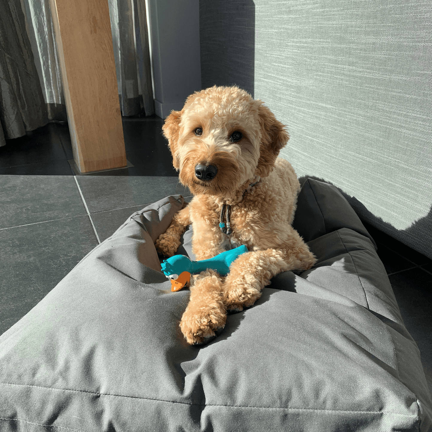 Labradoodle ligt op een grijs kussen in de zon en speelt met een blauw hondenspeeltje in de vorm van een gans.