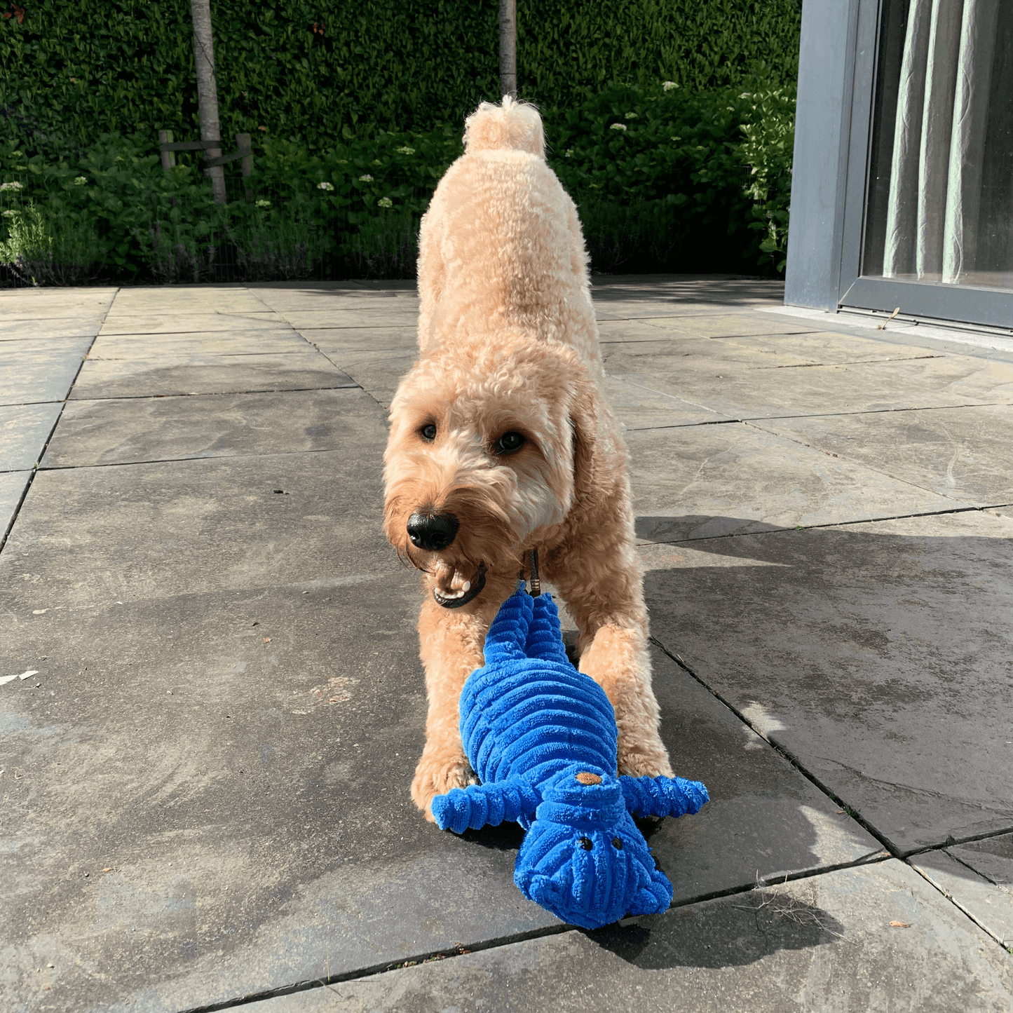 Hond speelt buiten op de stoep met de blauwe knuffel Beer Baloe, een zachte knuffel met piepje.