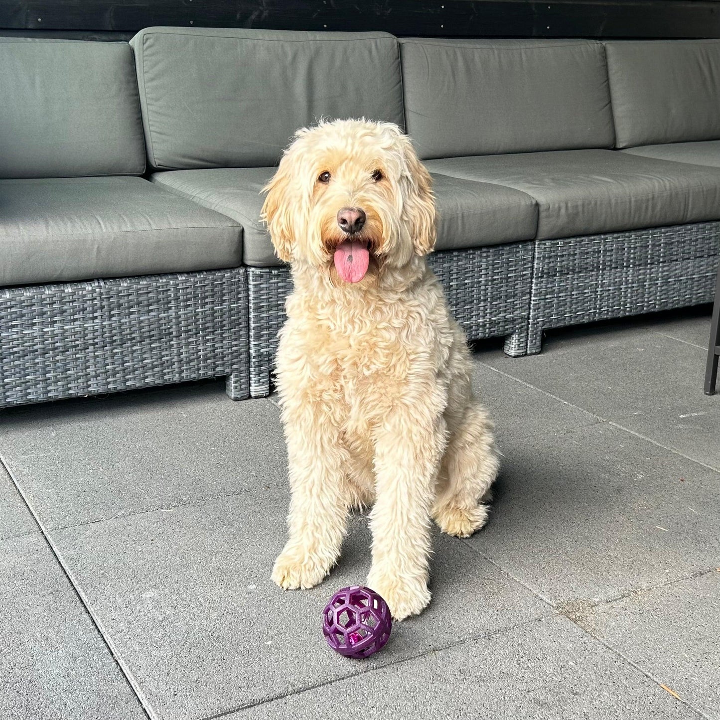 Een vrolijke labradoodle zit op een betegeld terras met een paarse Bellende Bal voor zich, tong uit de bek.