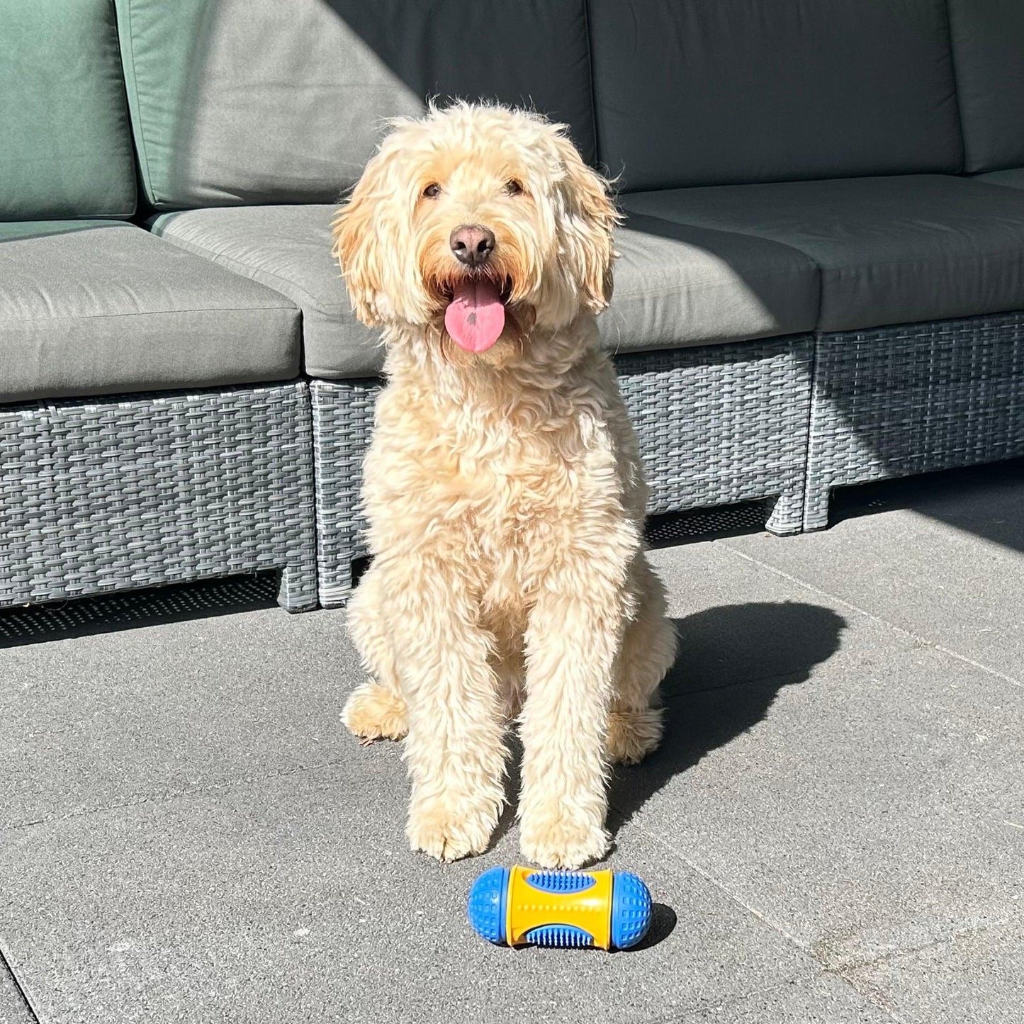 Een vrolijke labradoodle zit op een zonnig terras met een Slow Feeder in blauw en geel voor zich, klaar om te spelen en snacks te verdienen.