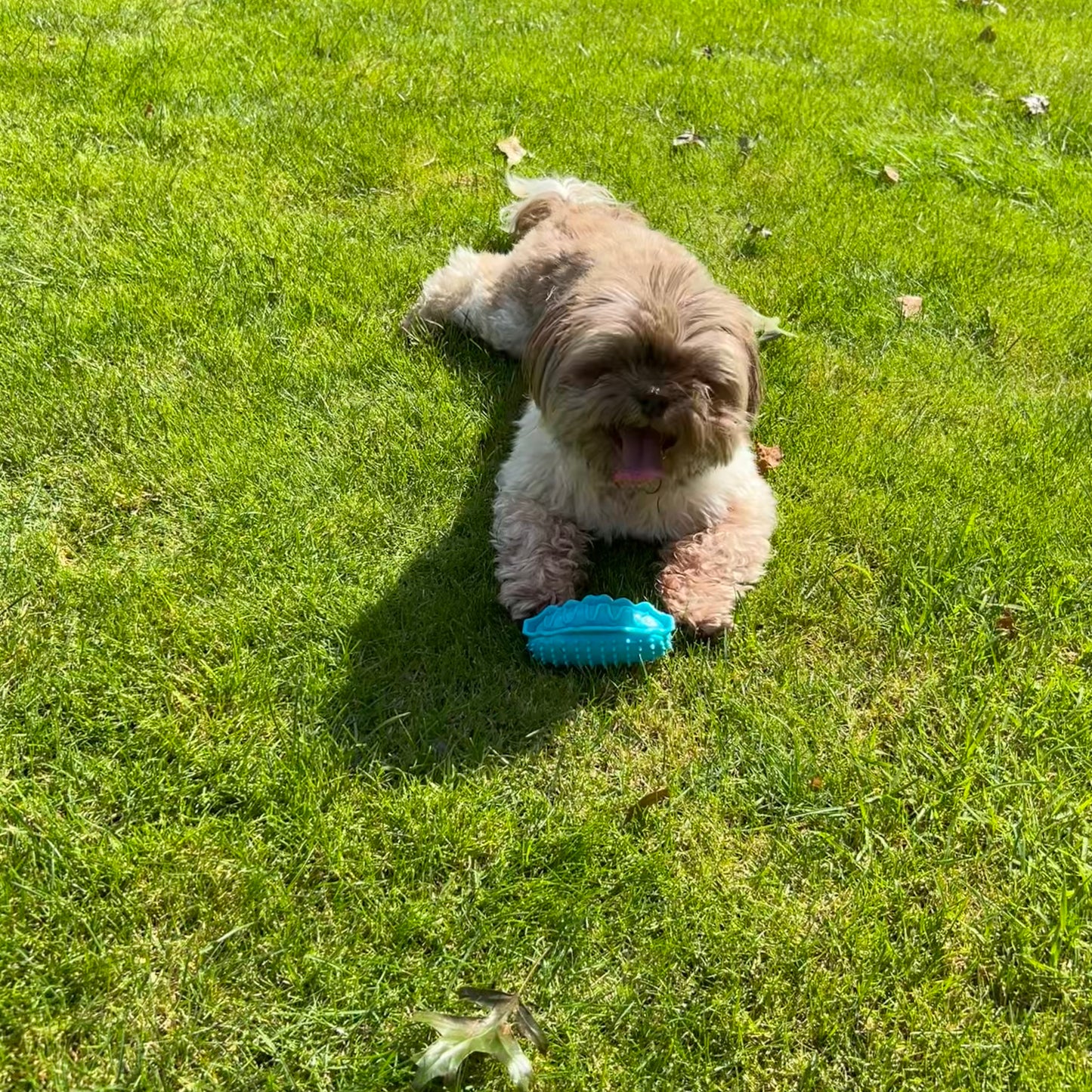 Bruine hond ligt op het gras met een blauw hotdogvormig speeltje tussen de poten, klaar om ermee te spelen.