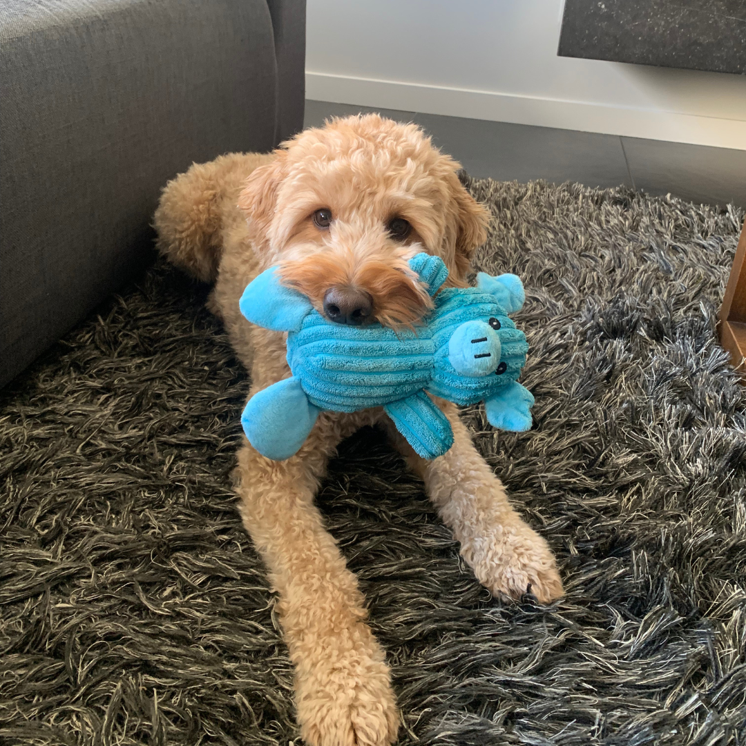Hond ligt op een tapijt met een blauw pluche varkensknuffel in zijn bek. Knuffel geschikt als hondenspeelgoed met piepgeluid.