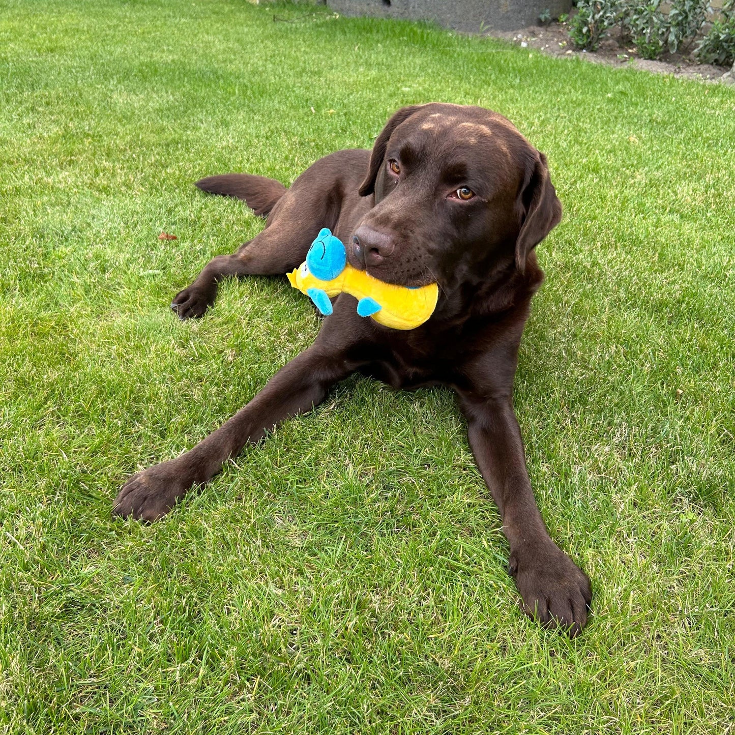 Een bruine labrador ligt op het gras met de zachte Blij Bekkie knuffel in zijn bek.
