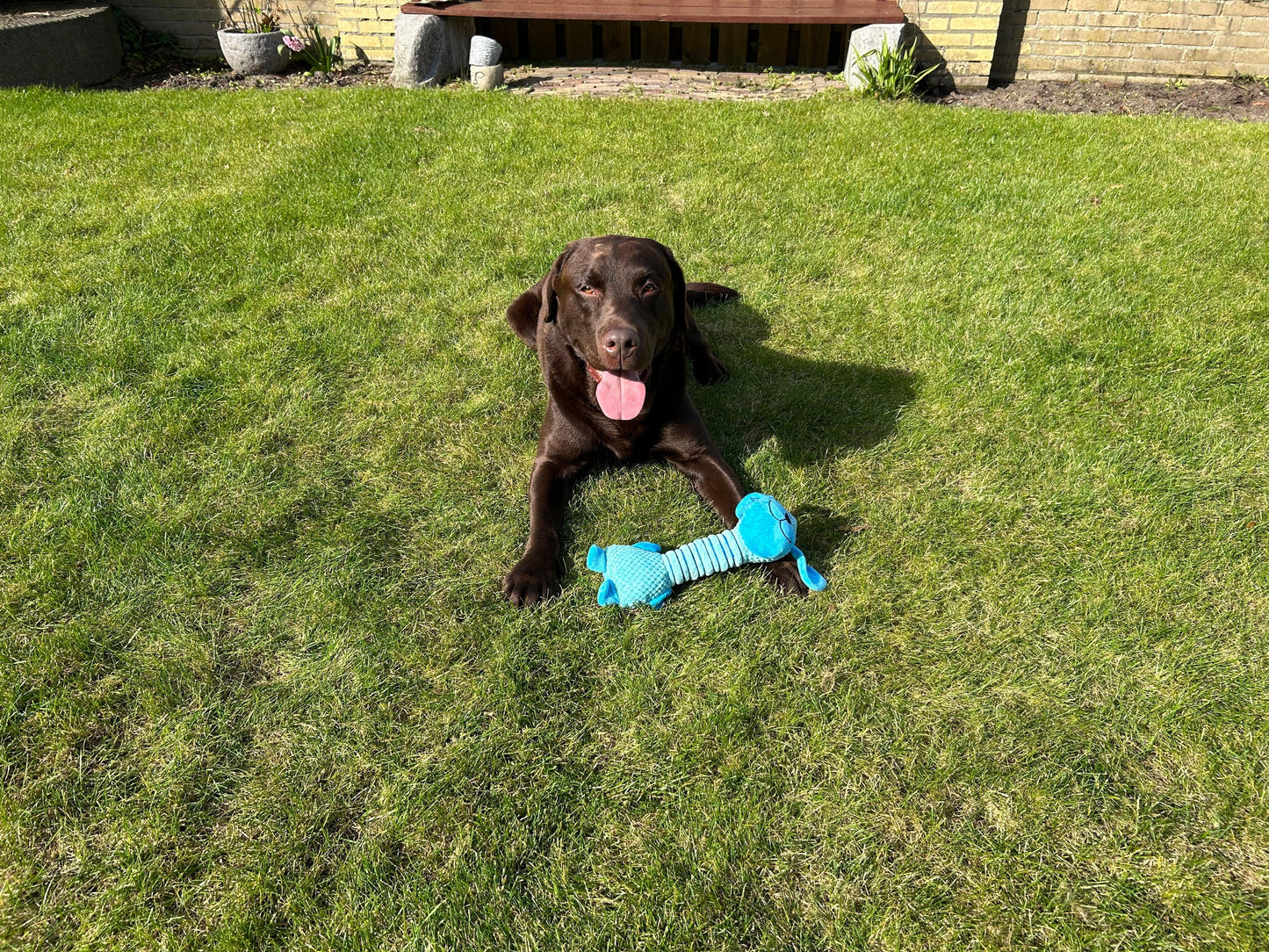 Bruine Labrador op gras met Langnek Lekkerbek knuffel. Sterk hondenspeelgoed met piepgeluid voor binnen en buiten.