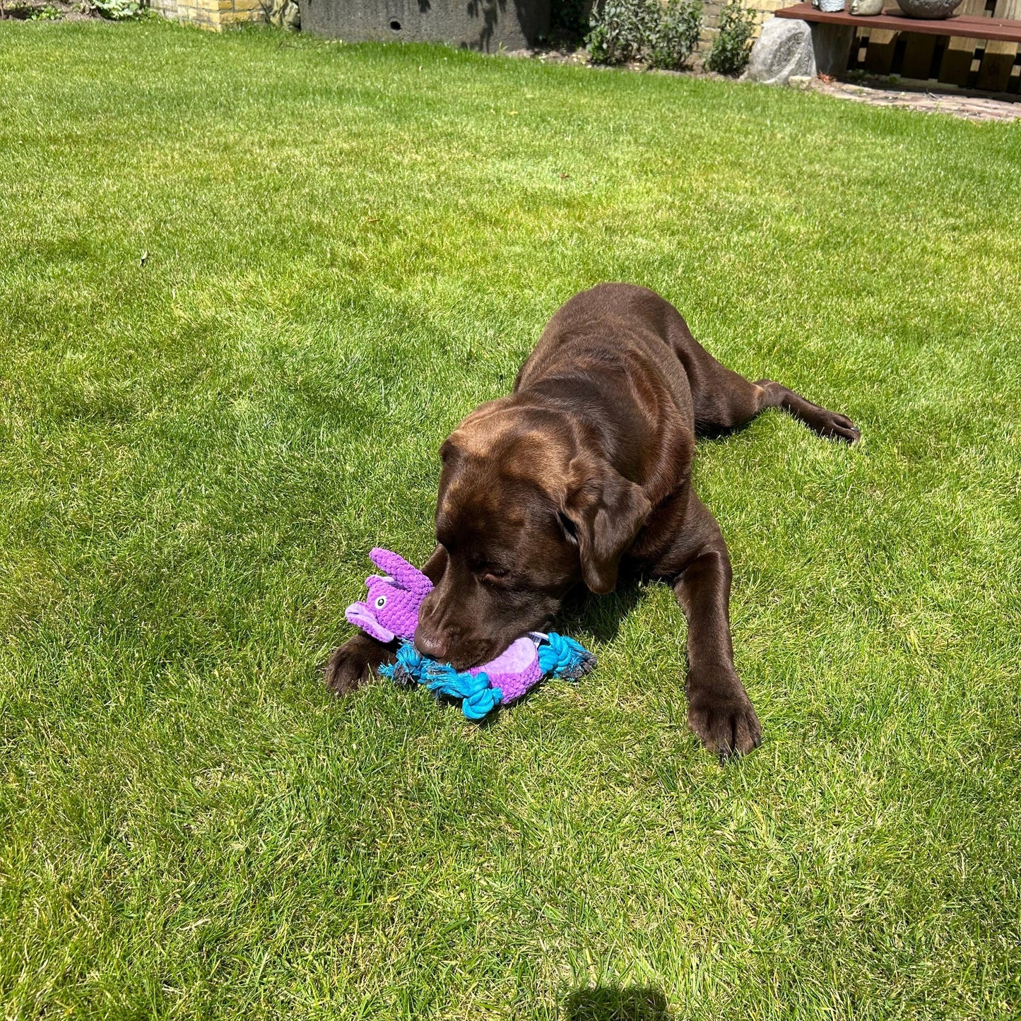 Bruine labrador speelt op gras met een paarse olifant-knuffel met flosjes als poten, een hondenspeeltje dat piepgeluid maakt.