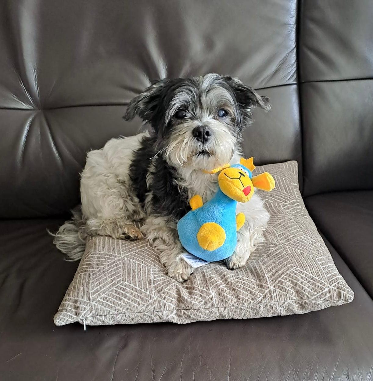 Een kleine hond ligt op een kussen en knuffelt met de blauwe en gele Blij Bekkie knuffel.