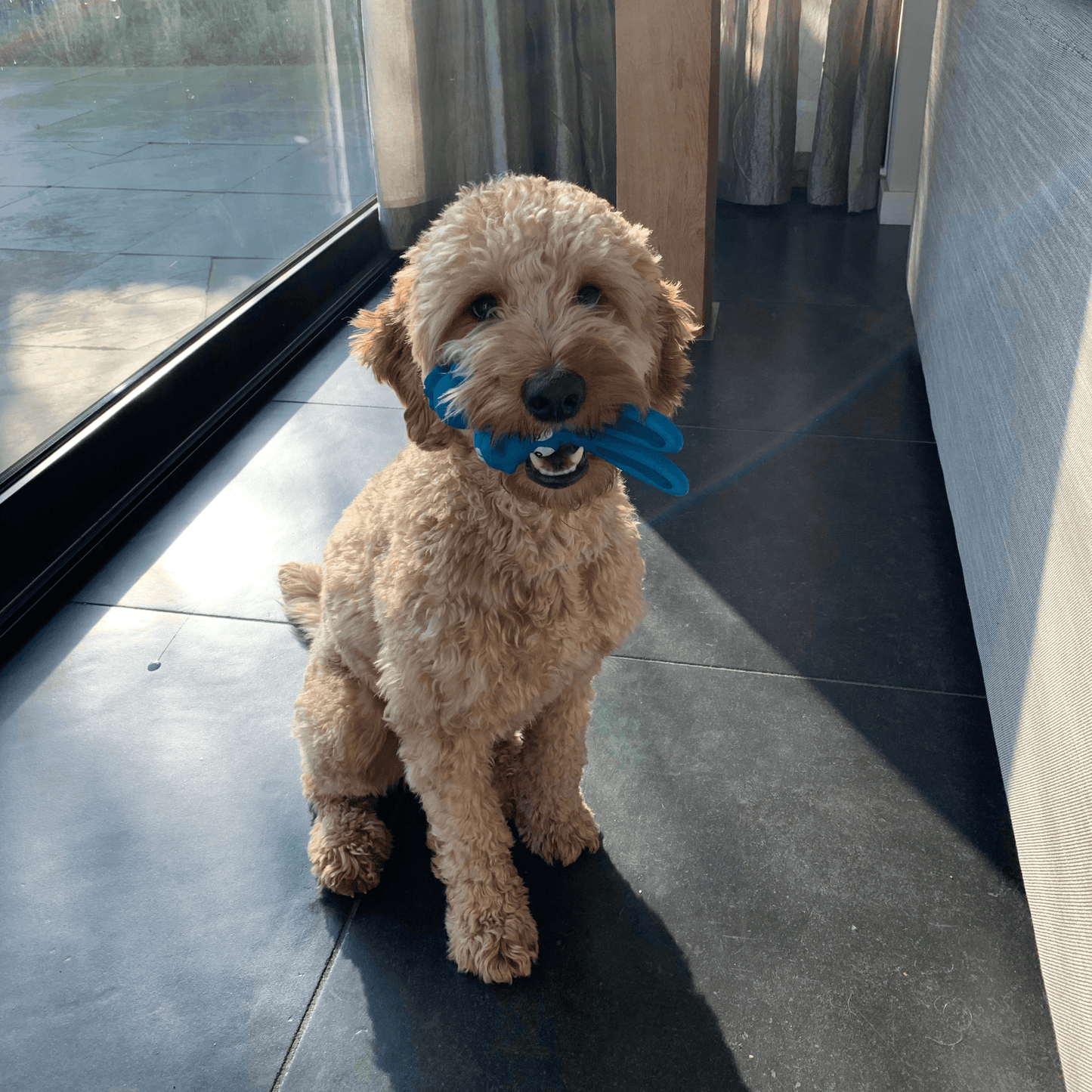 Lichtbruine hond met een blauw latex speeltje in de bek, zittend op een donkere vloer met zonlicht en regenboogeffect.