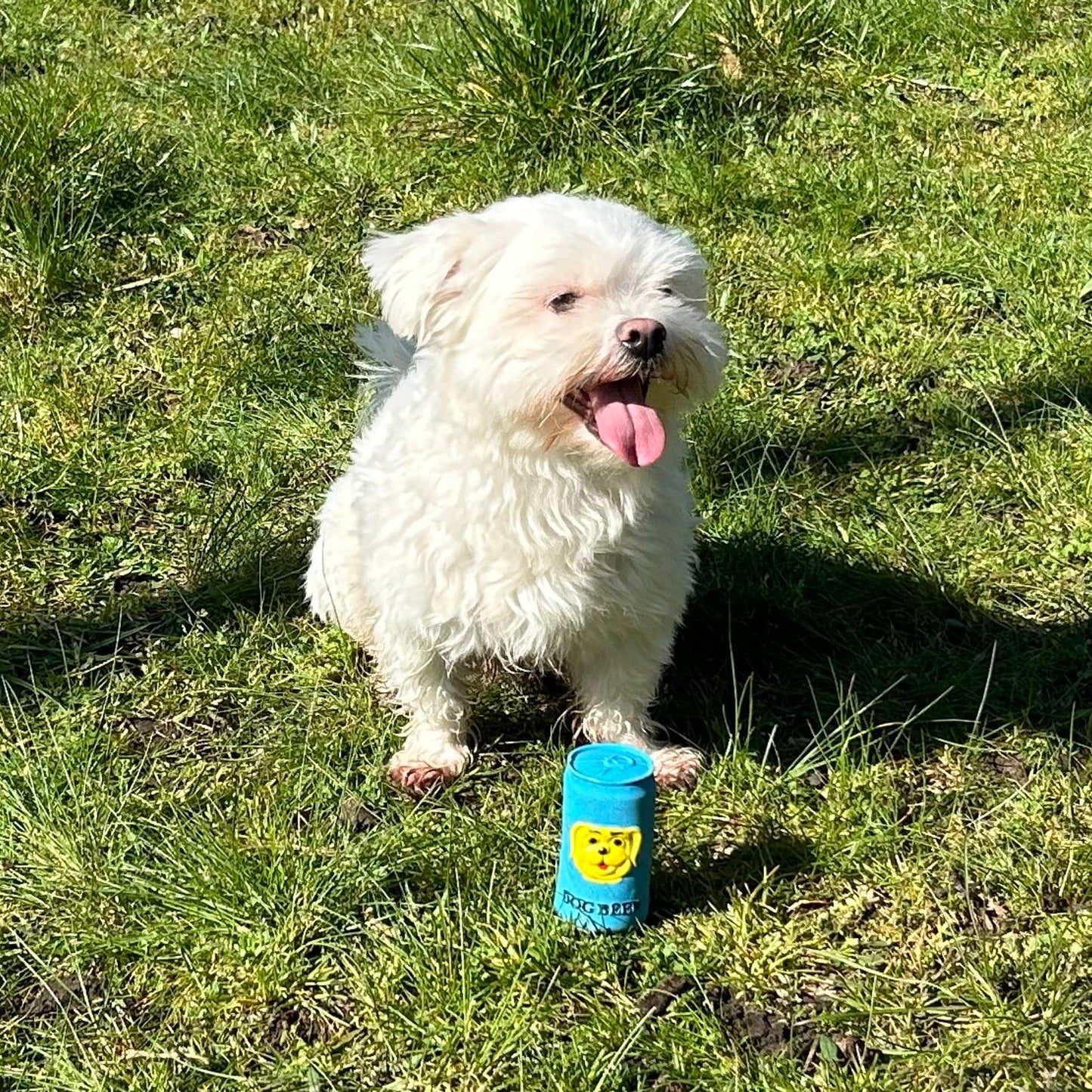 Kleine witte hond zit in het gras naast een blauw hondenspeeltje in de vorm van een bierblikje met "Dog Beer".