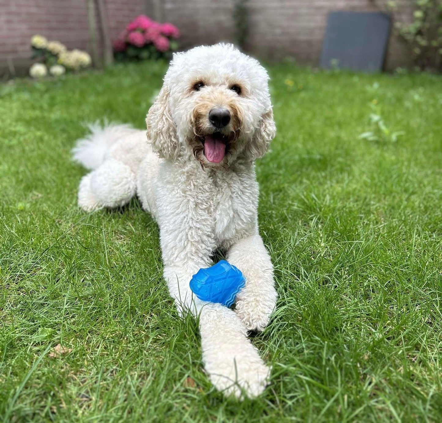Witte hond speelt in het gras met een blauw ijsvormig hondenspeeltje, perfect voor verkoeling en speelplezier.