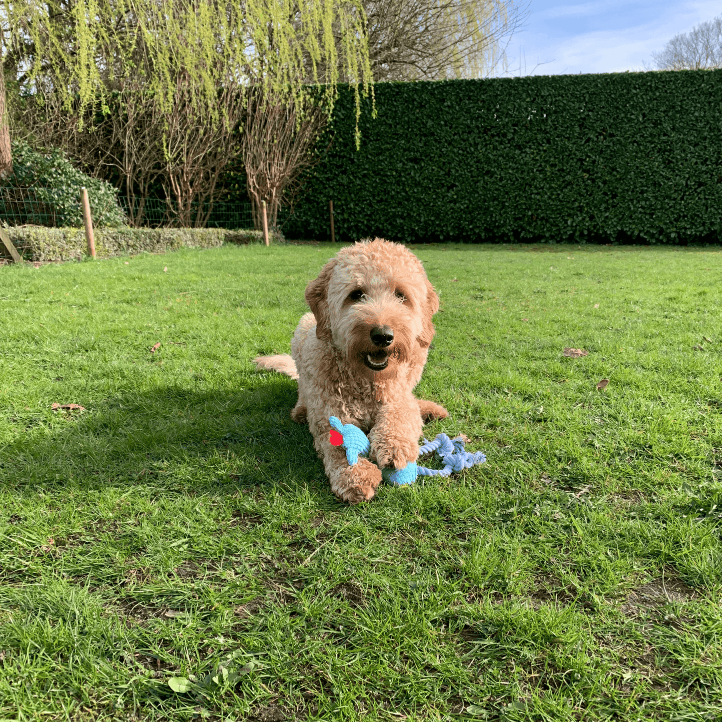 Hond speelt op het gras met Hertje Bambi, een zachte knuffel met flosjes als pootjes en een piepje erin.