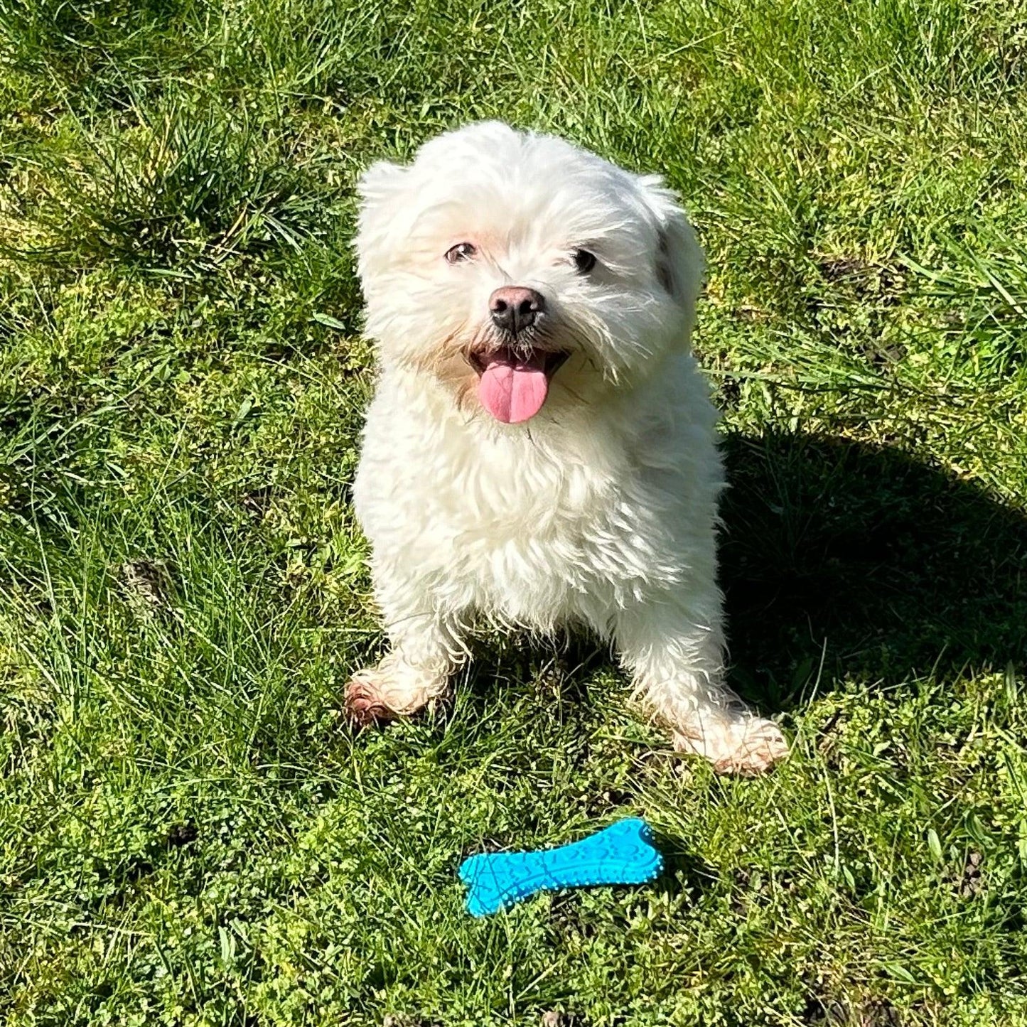 Blije witte hond zit op het gras met een blauw kauwspeeltje in botvorm voor zich, klaar om te spelen.