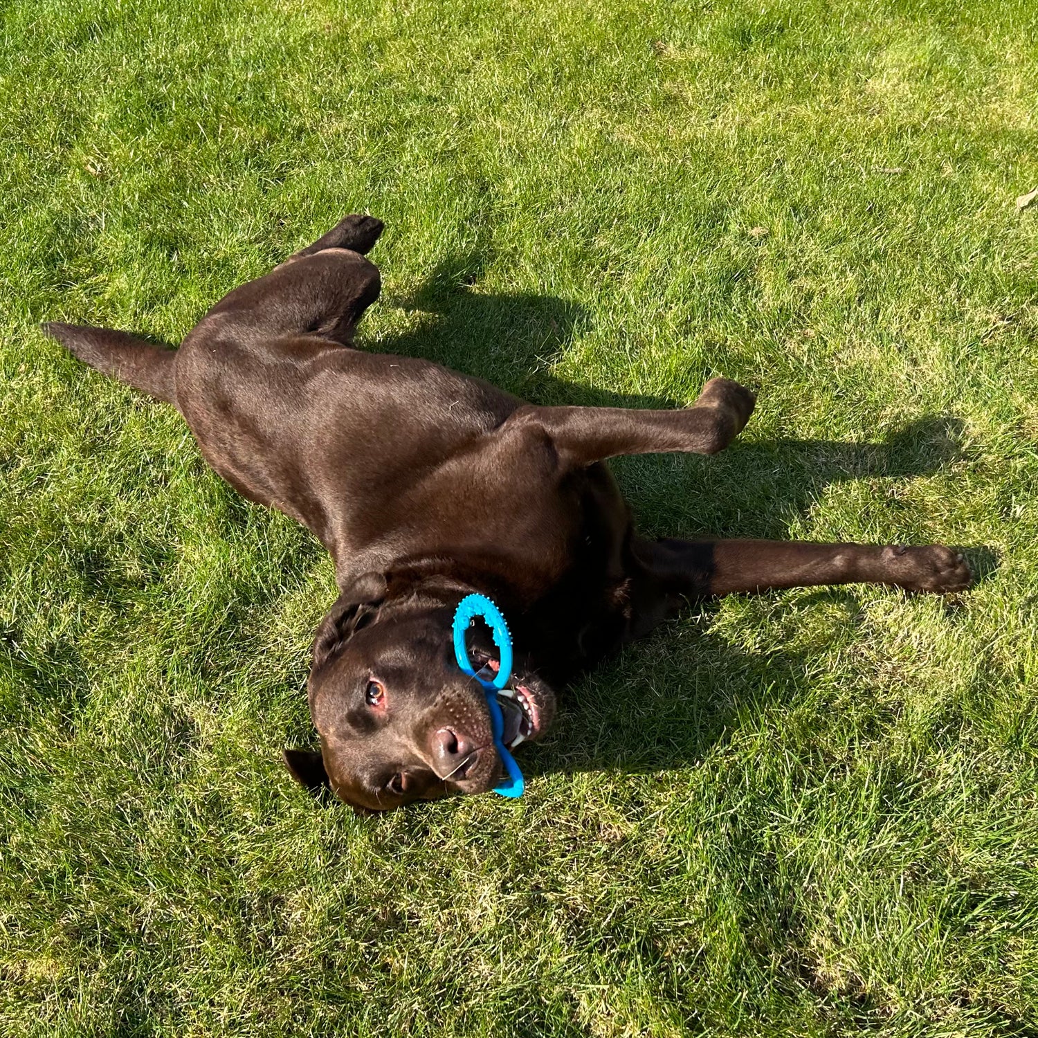 Bruine labrador rolt in het gras met een blauw trekring hondenspeeltje in zijn bek.