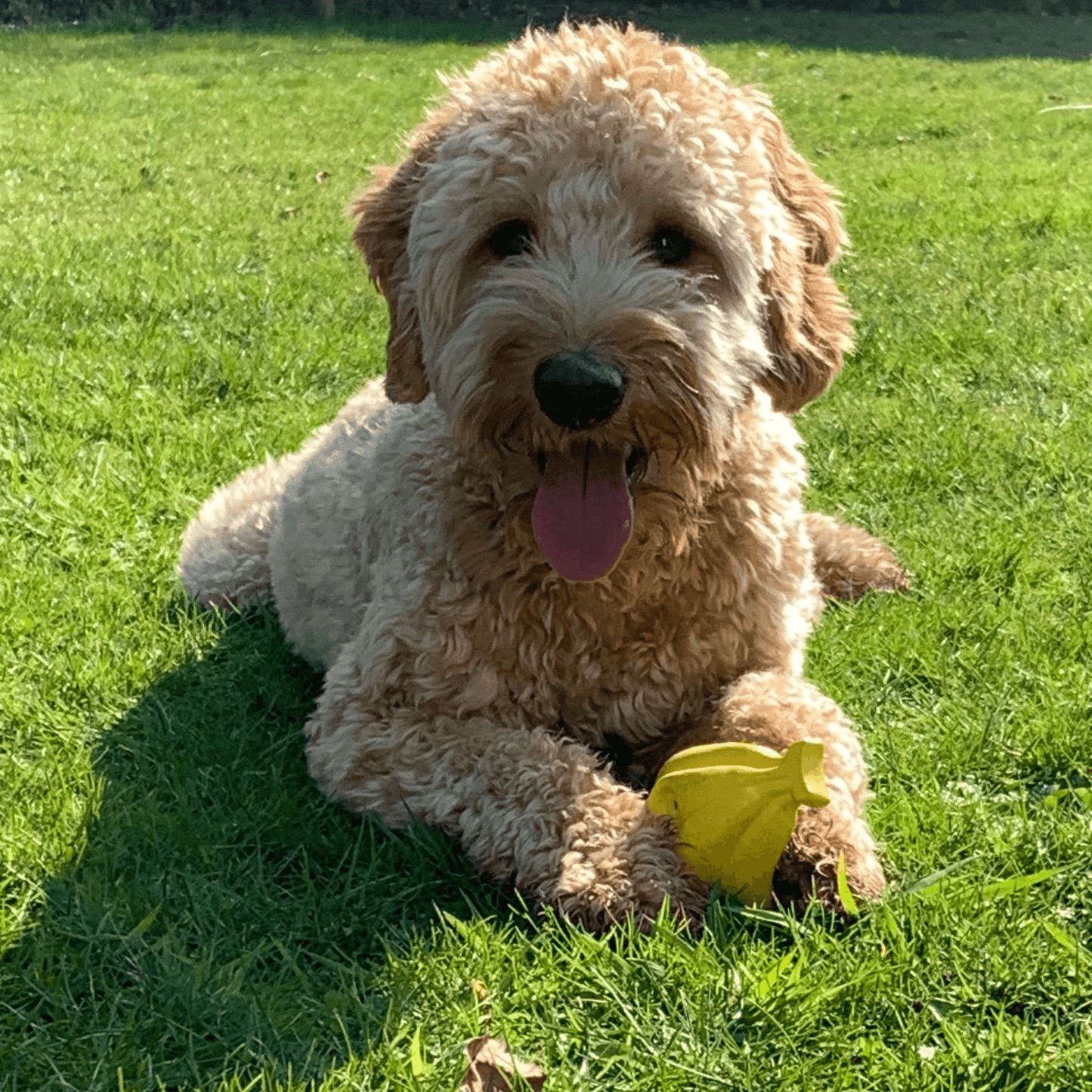 Blije Labradoodle ligt op gras met een geel bananenvormig hondenspeeltje.