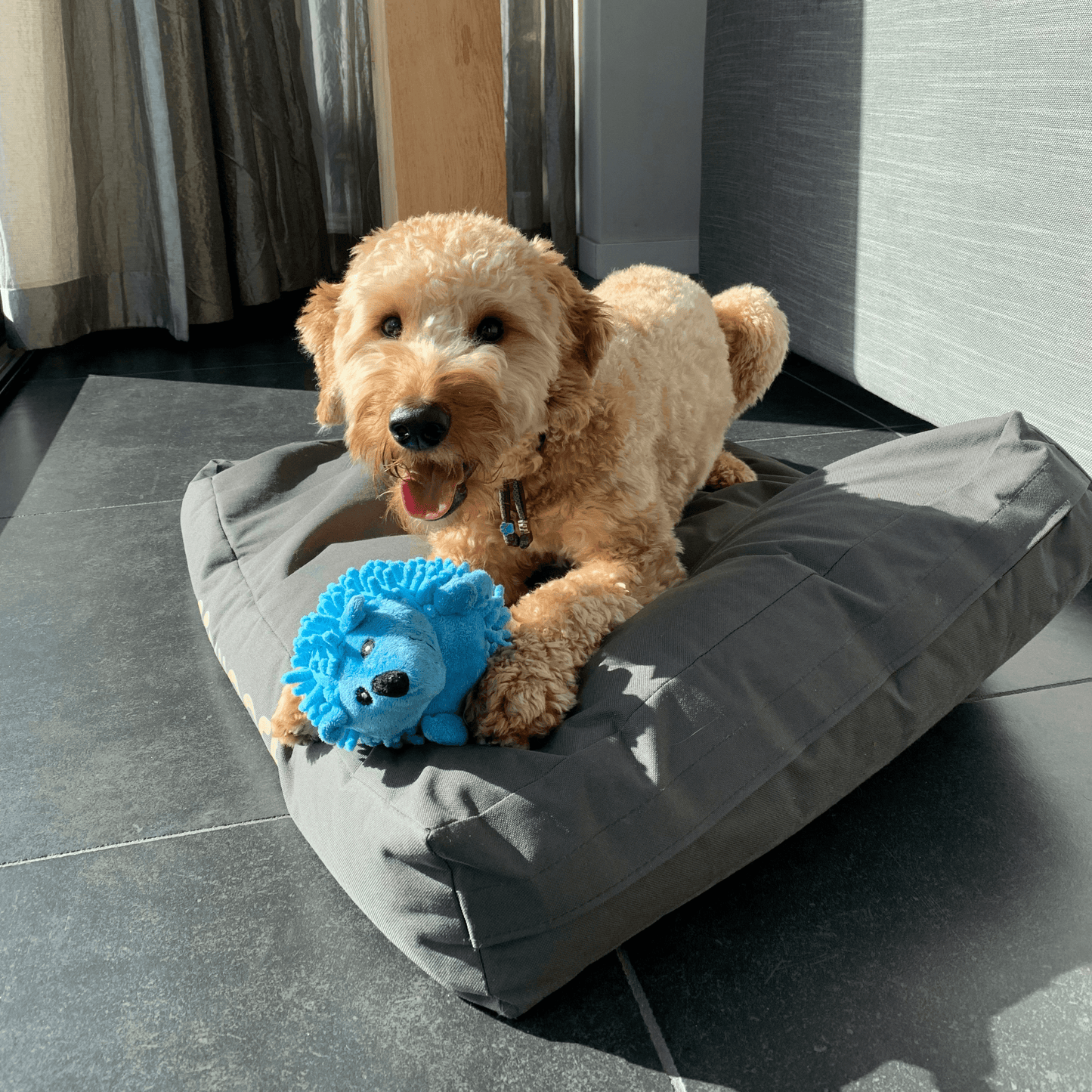 Labradoodle ligt op een grijs hondenkussen met een blauw pluchen egel hondenspeeltje tussen zijn poten, vrolijk in de zon.
