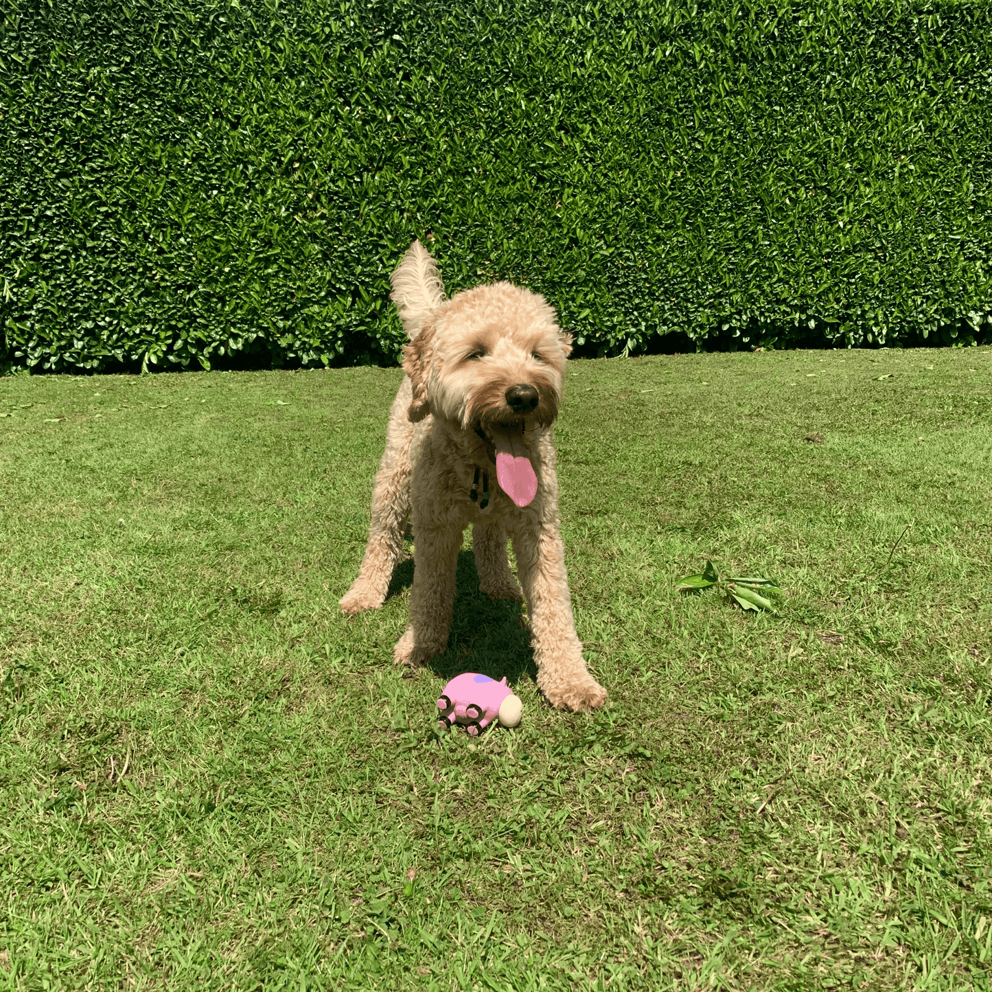 Hond speelt in het gras met een latex koe hondenspeeltje, een vrolijke viervoeter geniet van zijn speeltijd.