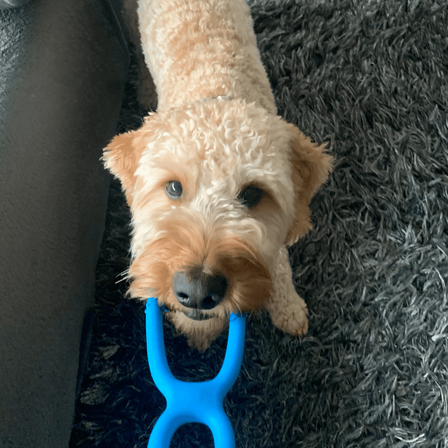 Labradoodle speelt binnen met een blauw trekring hondenspeeltje en kijkt speels omhoog.