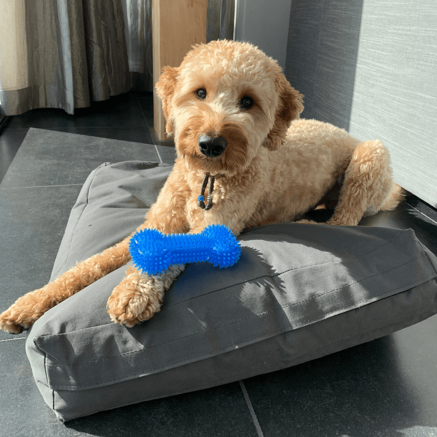 Labradoodle ligt op een grijs kussen met een blauw botvormig hondenspeeltje met spikes.