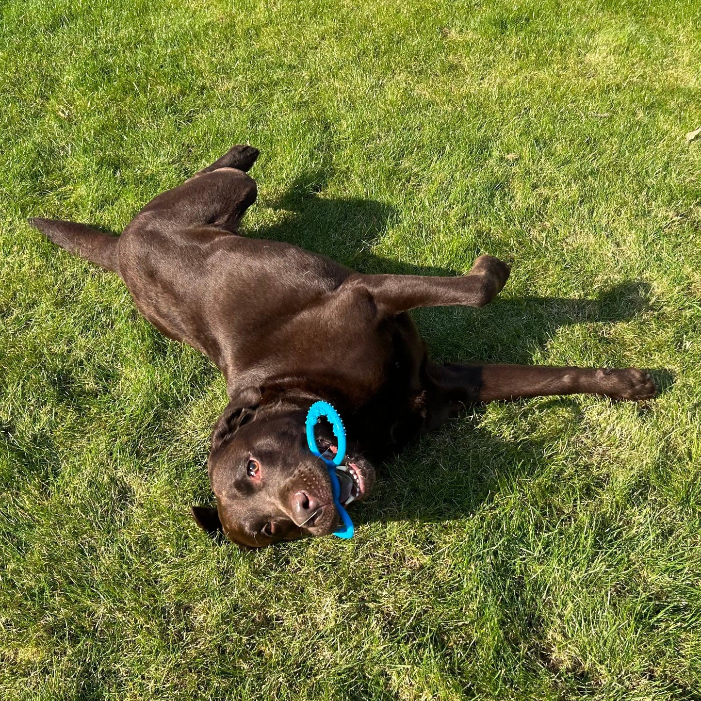 Bruine labrador rolt in het gras met een blauw trekring hondenspeeltje in zijn bek.