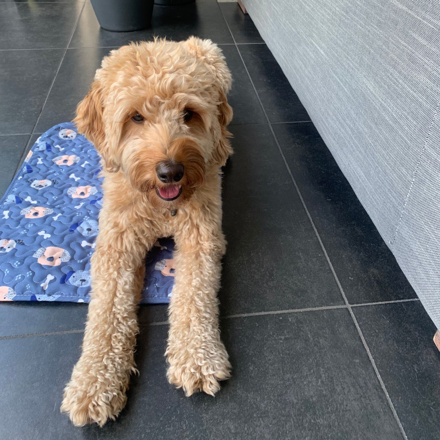 Labradoodle op wasbare hondenmat