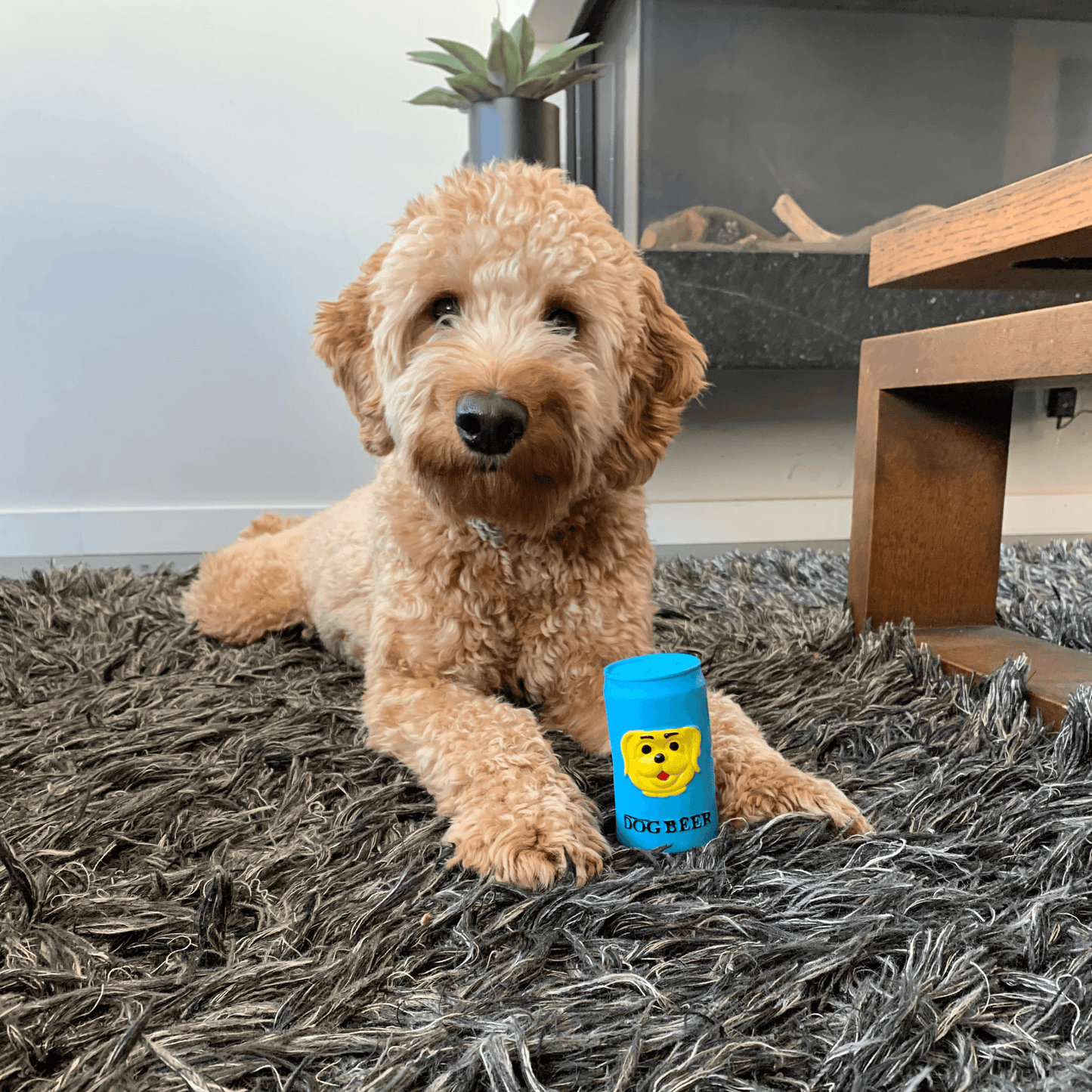 Labradoodle ligt op een kleed en kijkt naar een blauw latex hondenspeeltje in de vorm van een bierblikje met "Dog Beer".