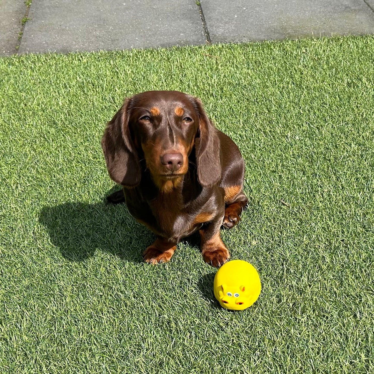 Bruine teckel zit op kunstgras met een geel nijlpaard hondenspeeltje naast zich, klaar om te spelen in de zon.
