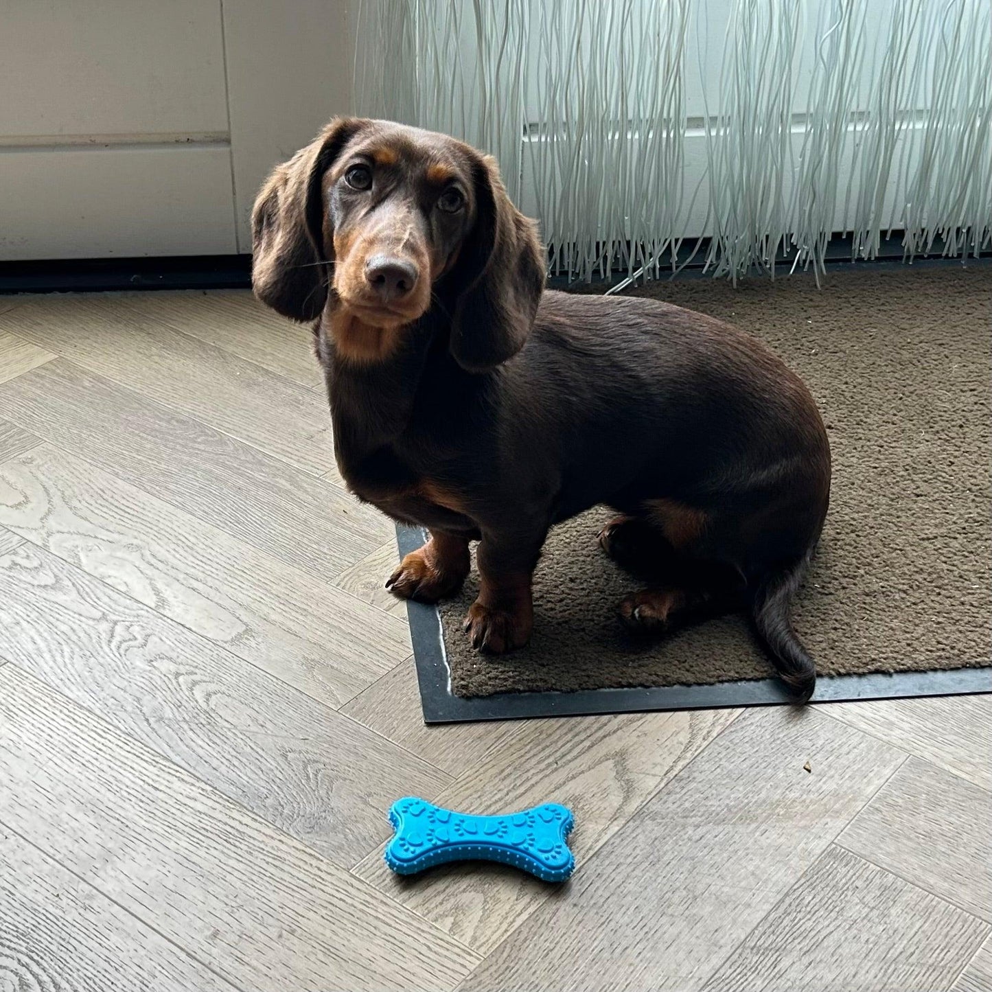 Bruine teckel zit op een tapijt en kijkt nieuwsgierig naar een blauw kauwspeeltje in botvorm op de houten vloer.